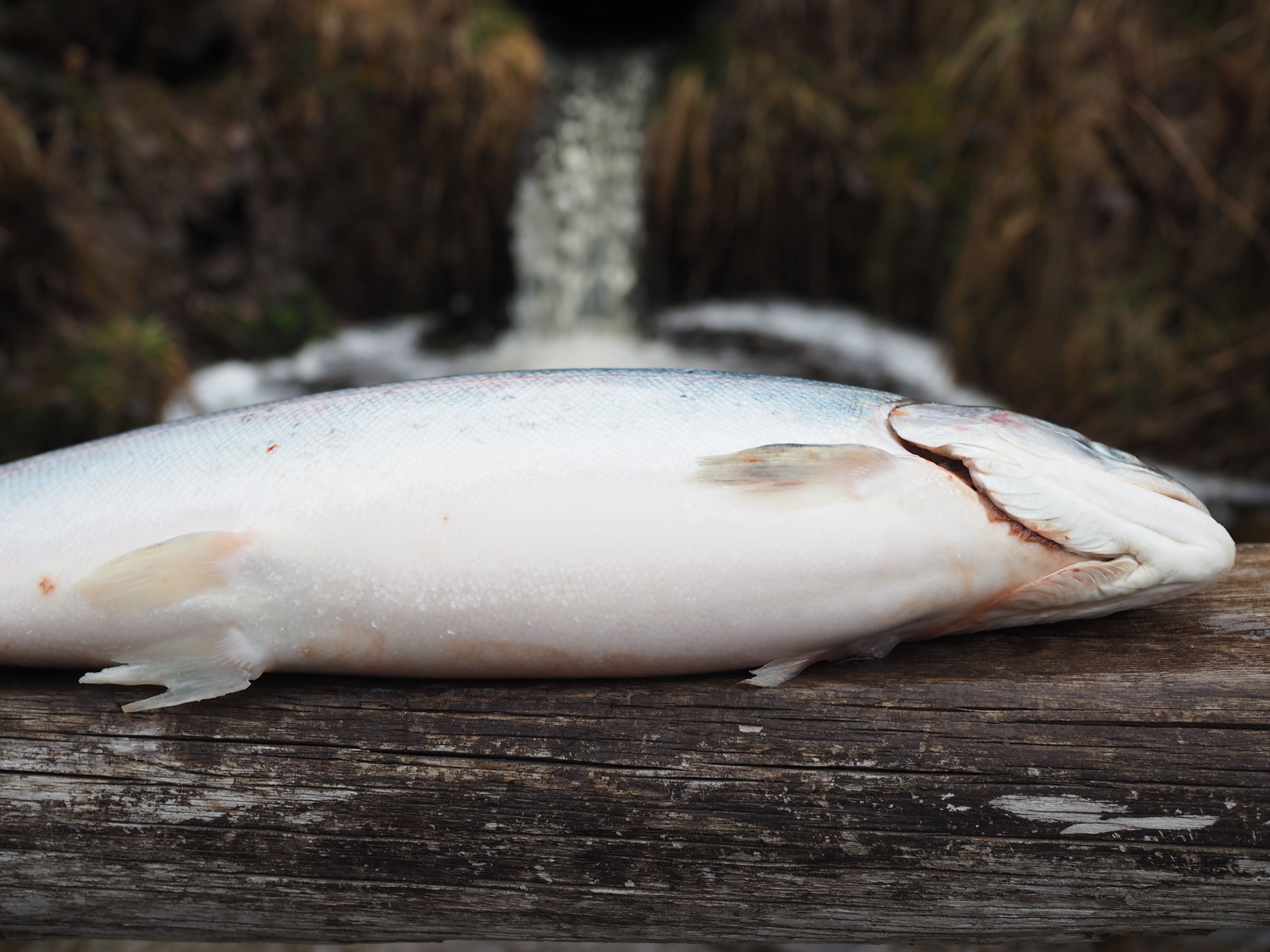 Norwegian gravlax with dill-stewed potatoes and served with a classic mustard sauce (Gravlaks med sennepssaus og dillstuede poteter)