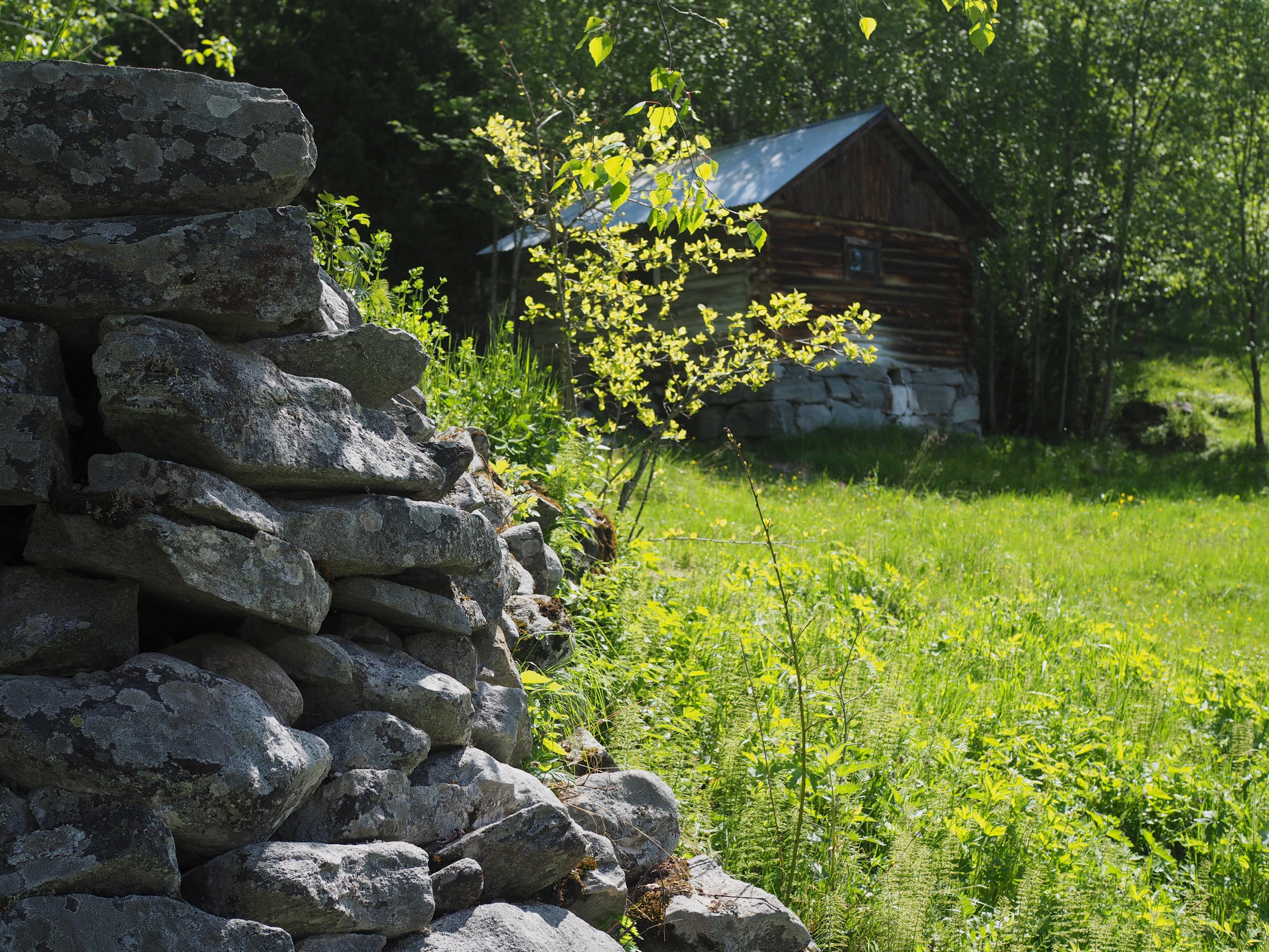 Rhubarb and Juniper Berry Pie