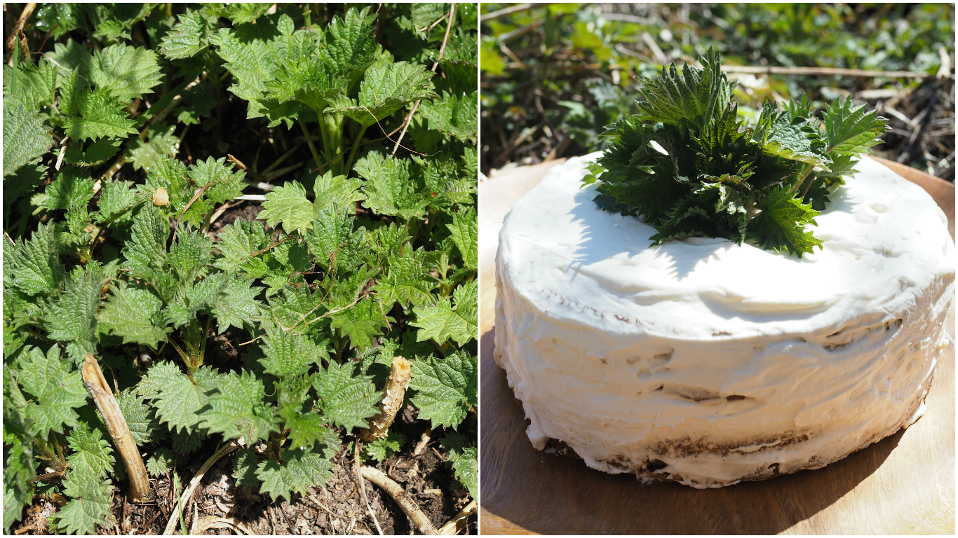 Nettle and Honey Cake (Brenneslekake)