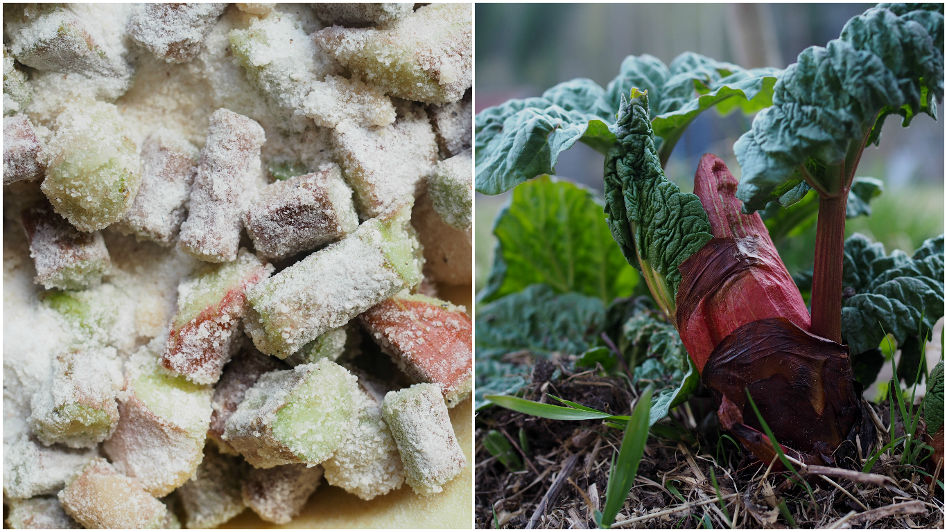 Rhubarb and Juniper Berry Pie