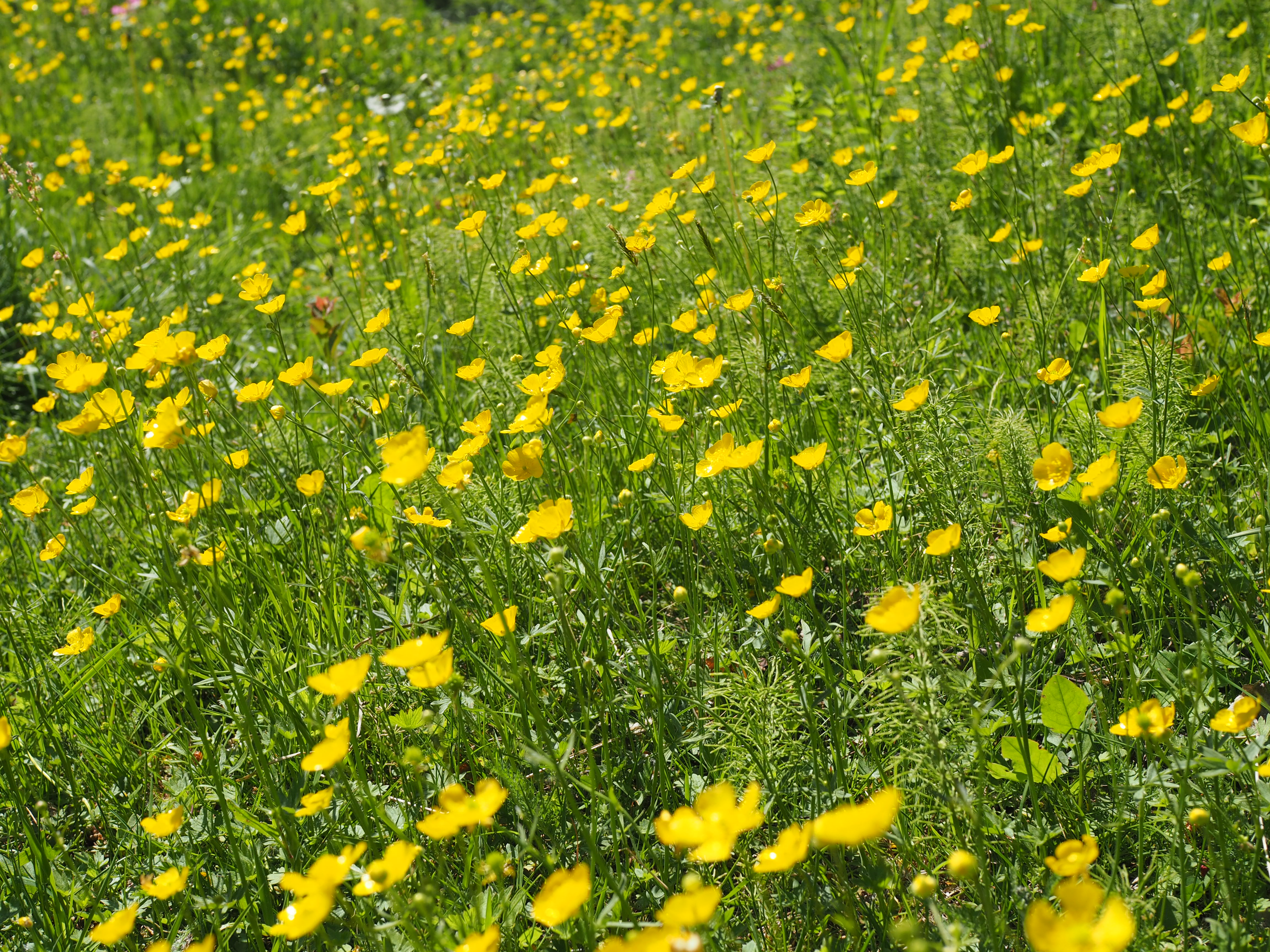 Rømmegrøt Ice Cream - Norwegian Midsummer Treat