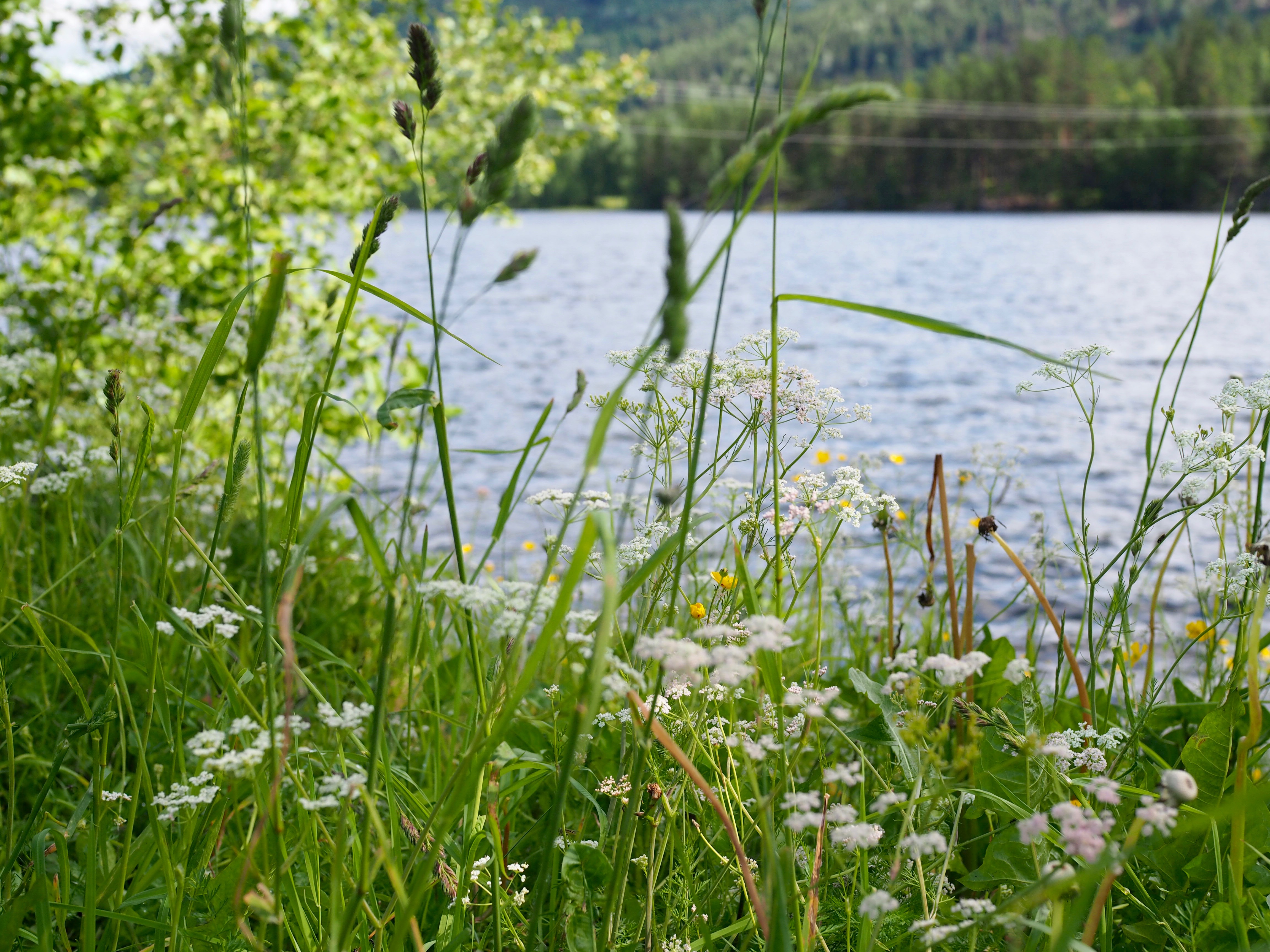 Rhubarb & Strawberry Soup (Rabarbrasuppe)