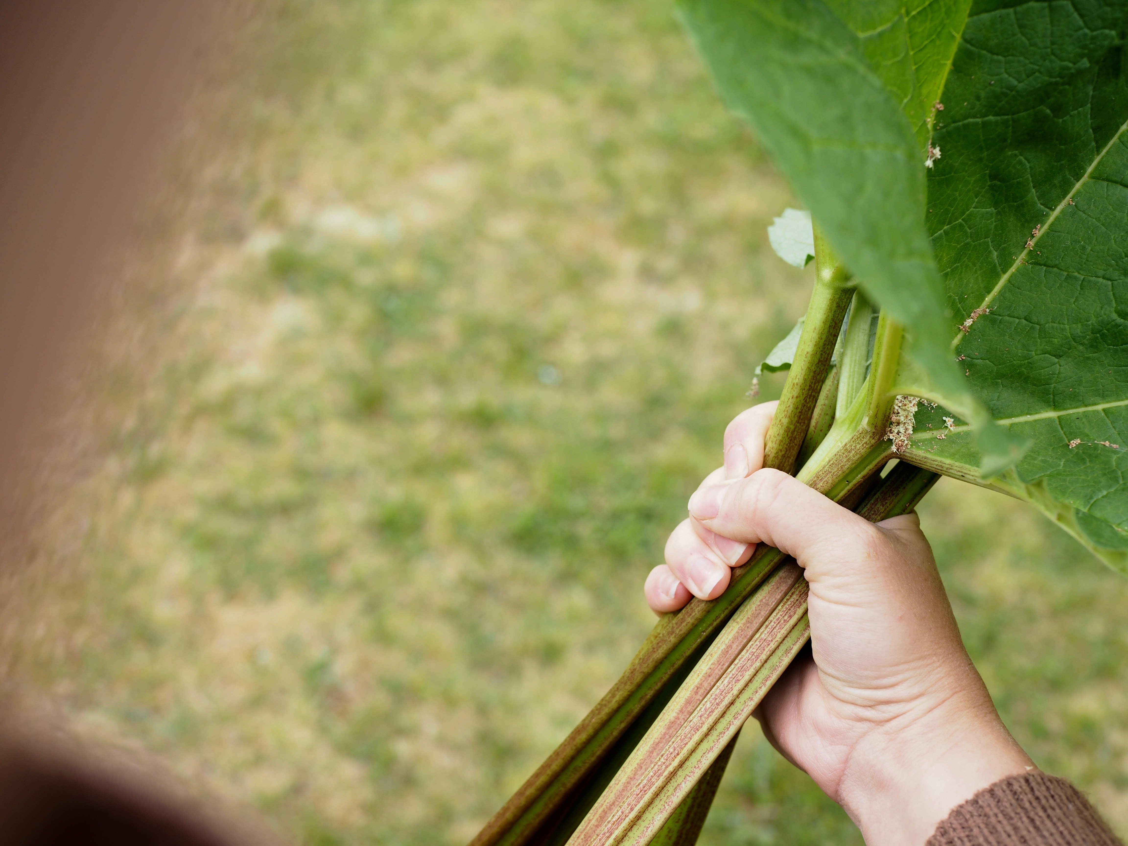 Rhubarb & Strawberry Soup (Rabarbrasuppe)