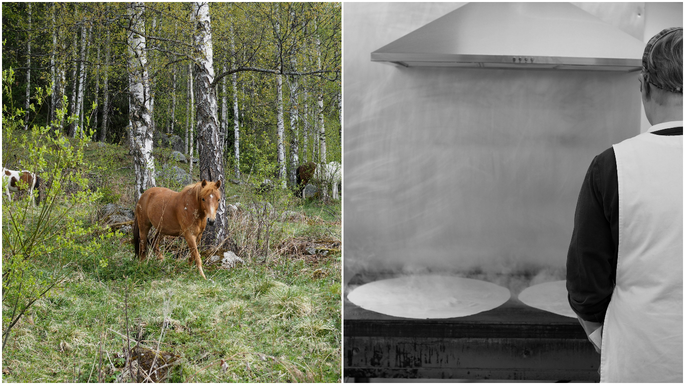 My second visit to Uvdasleieven is underway and as I draw nearer to the bakery, I pass the Uvdal Byggdetun & Stave church, a reminder of the days past and the history of this place. The horses have come to graze nearby and I stop for a moment to take in the surroundings. There’s a peacefulness in Numedal, in the towns which lay throughout. Enriched by gentle people, the structures of their labor and their heritage amidst a landscape of pure, unadulterated nature. I’m reminded how food has shaped and been shaped by the culture, and how certain delicacies remain as pure as the landscape. One such iconic product, which is so commonplace and at the same time ensues such nostalgia and longing for, is Kling. Hanne and Hanne K greet me with smiles as they carry on mixing, rolling and baking. Their day started at 5.30 this morning, and I’m only now joining them as they carry on working until the work is done. No clock to follow, only the work of their hands counting down the minutes. Today, they are making kling. You and I might call it lefse, but to anyone from these parts, it is kling. Whether with a smear of butter and sugar or served plain, this is kling from Uvdal. Hanne’s recipe has won over many fans, boasting a light and delicate kling, with my favorite being sugar and butter sandwiched between two kling and cut into large triangles. Rolling each kling by hand is a practice not suitable to the demands of production. These days, a machine aids in the rolling, but in no way is an indication of the process being easy. Each dough must go through the machine a total of 14 times, and each time through, the ladies must flour, turn, adjust and observe. There is an unspoken synchronization at work. It is second nature to them, but I can see it clearly. One makes the dough, the other rolls the prepared dough and when enough kling has been rolled out, one will make their way toward the takke. If cooking one at a time isn’t hard enough, they cook two simultaneously. Alternating and flipping. And this method carries on, with each task being traded off between the two of them so there is a balance. For both body and mind. The recipe is from her grandmother. And as each one begins to bubble and brown, they are placed on top of each other and wrapped in a blanket of plastic and fabric. Stored overnight, they will be prepared the following day. Some will be given a coating of butter and sugar, while the rest will be left plain. Hanne tells me that the plain kling goes well with warm beta soup, or topped with some butter and eaten with rakfisk. She reveals that her custom is to eat it with a bowl of risengrot (rice porridge), although this is not common practice. A habit she indulges in at home on the rare occasion. There’s a quietness today. Hanne is quick to explain that on kling days they generally keep conversation to a minimum. They work in auto-mode and move to the beat of the radio playing in the background until it’s time for a short break. Coffee, served black and taken on the front steps. We reminisce over the area and the history of the place. We discuss kling and markets. We agree that tradition is strong in these parts and that everyone is proud of their heritage, their recipes and the hard work that goes into every morsel. I’m not from here. I’m only a guest, but I feel closer to this valley and the people, because of these conversations and people like Hanne and Hanne Karine. Hanne is a great example of the labor and love that goes into maintaining tradition and running a business. Her products speak for themselves in quality and flavor. And in an area where everyone makes their own version of her products and swears by their family recipe, she certainly has to work even harder to standout. And she does so gracefully. She is a great advocate for Uvdal and the traditions of the community. She’s not the only one, but she is a voice and her products carry a certain weight of importance as they tell the stories of the area’s food culture to those passing through and they can also inspire others to see the value in local products. 