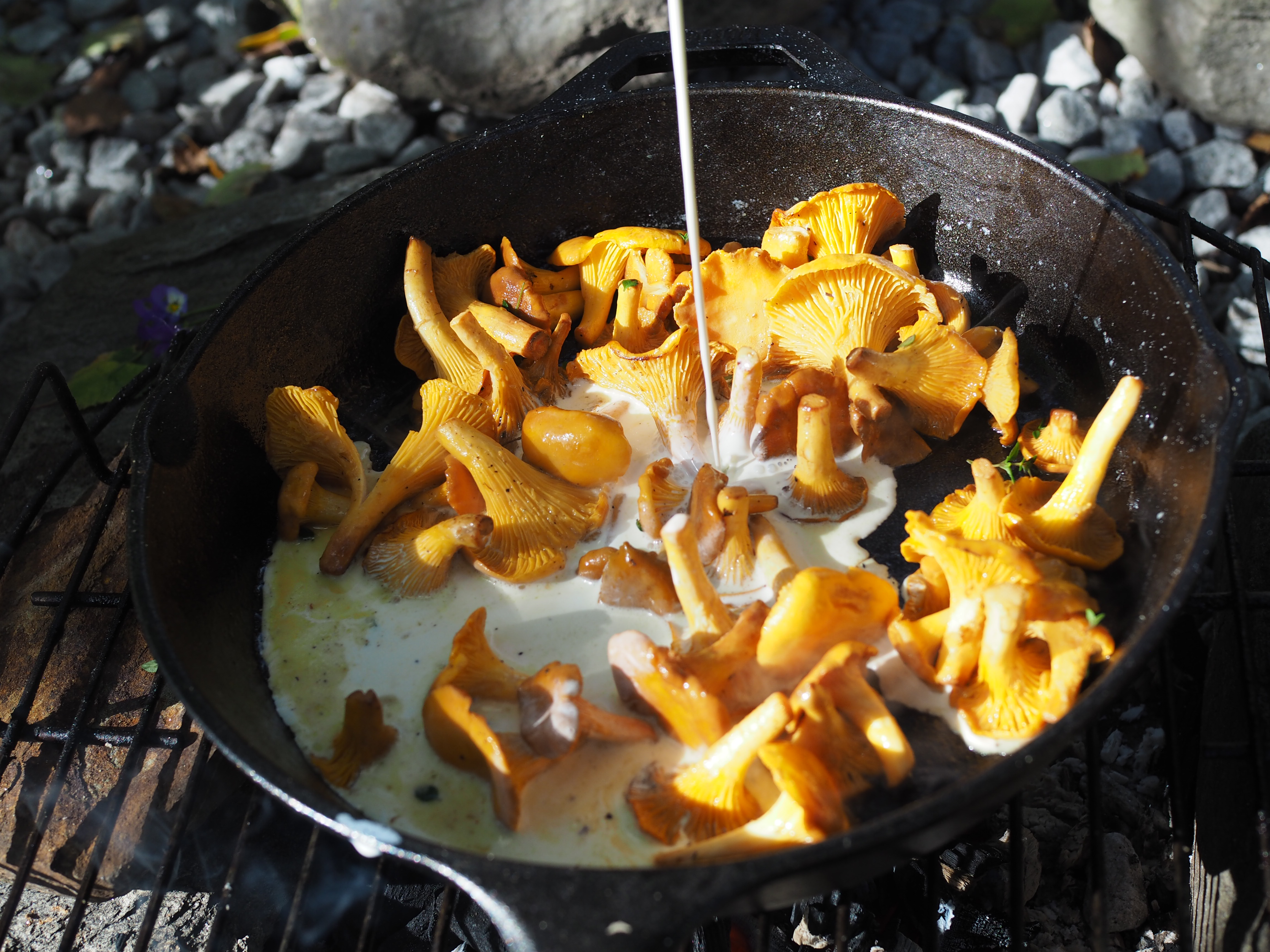 Skillet Chantarelle and Cheese Fondue (Kantarelle med Geitost)