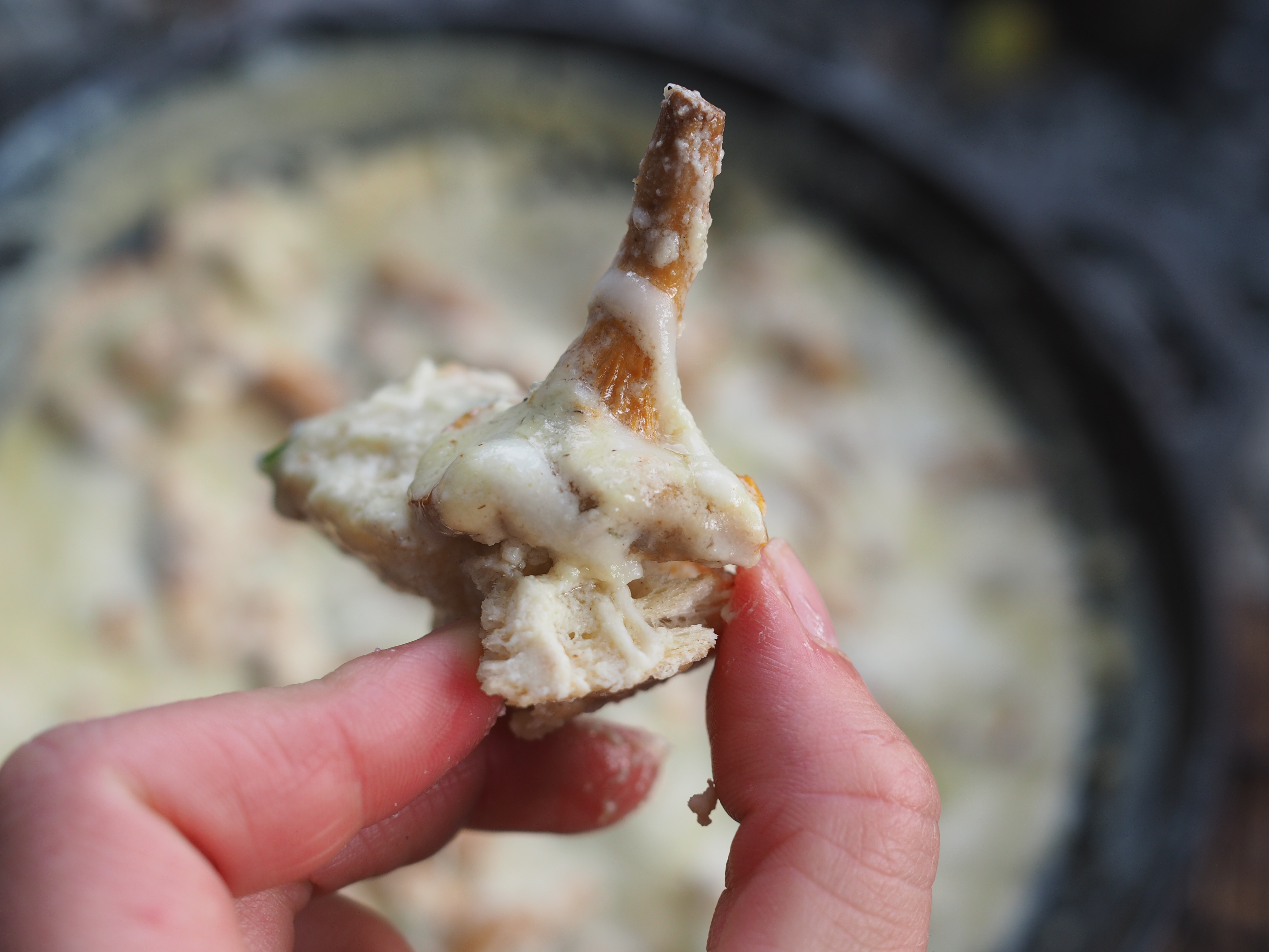 Skillet Chantarelle and Cheese Fondue (Kantarelle med Geitost)
