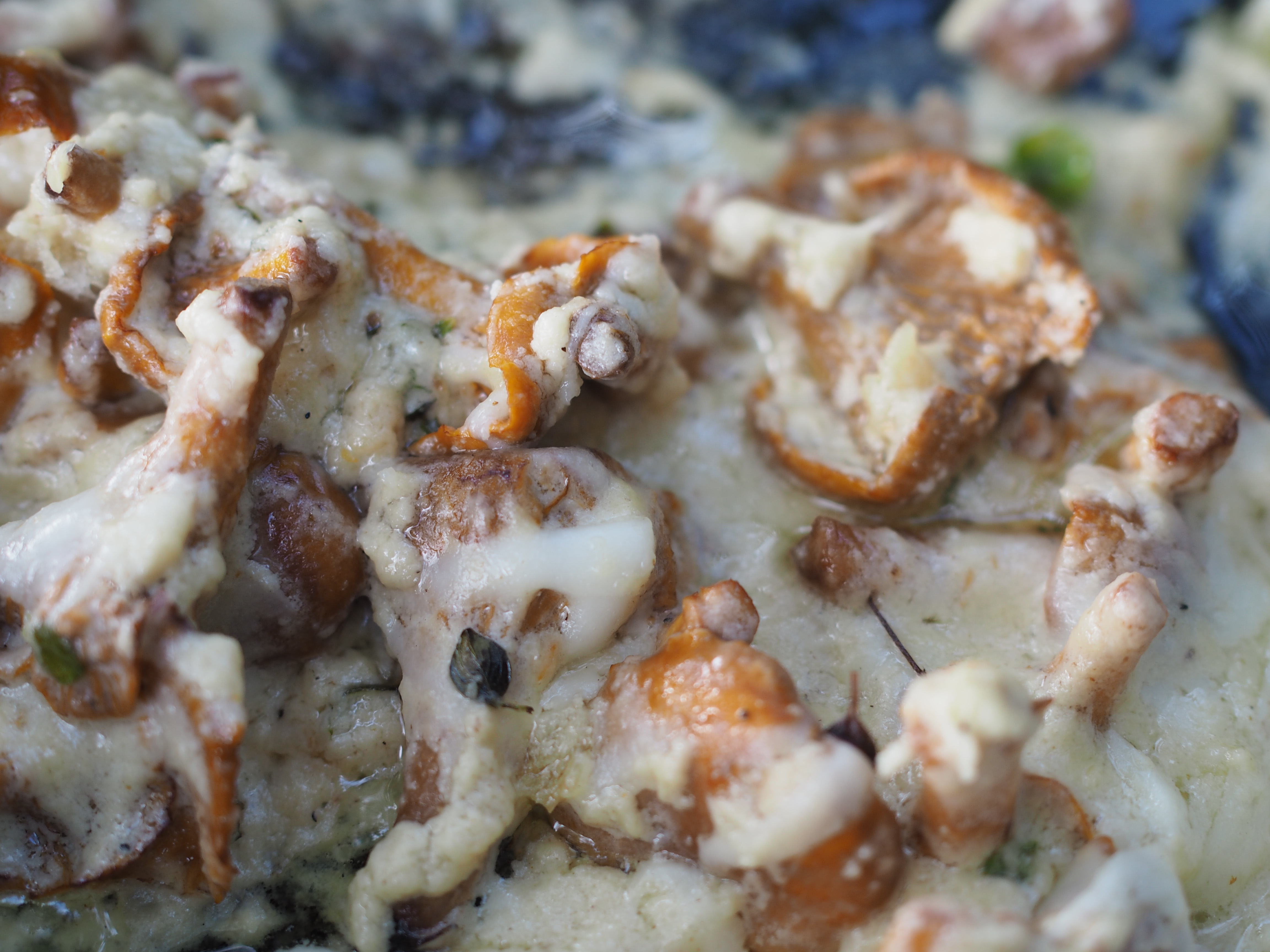 Skillet Chantarelle and Cheese Fondue (Kantarelle med Geitost)