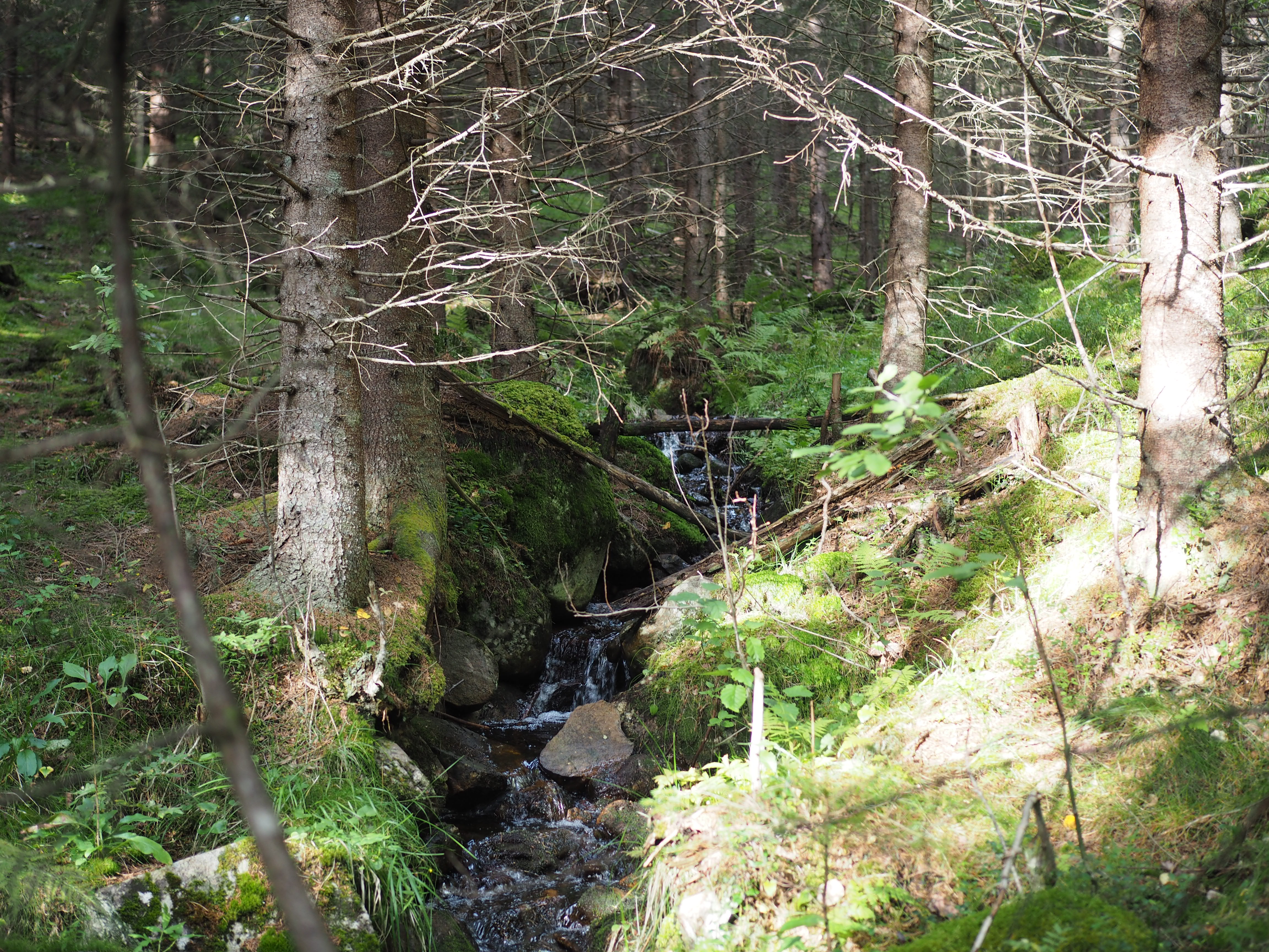 Skillet Chantarelle and Cheese Fondue (Kantarelle med Geitost)