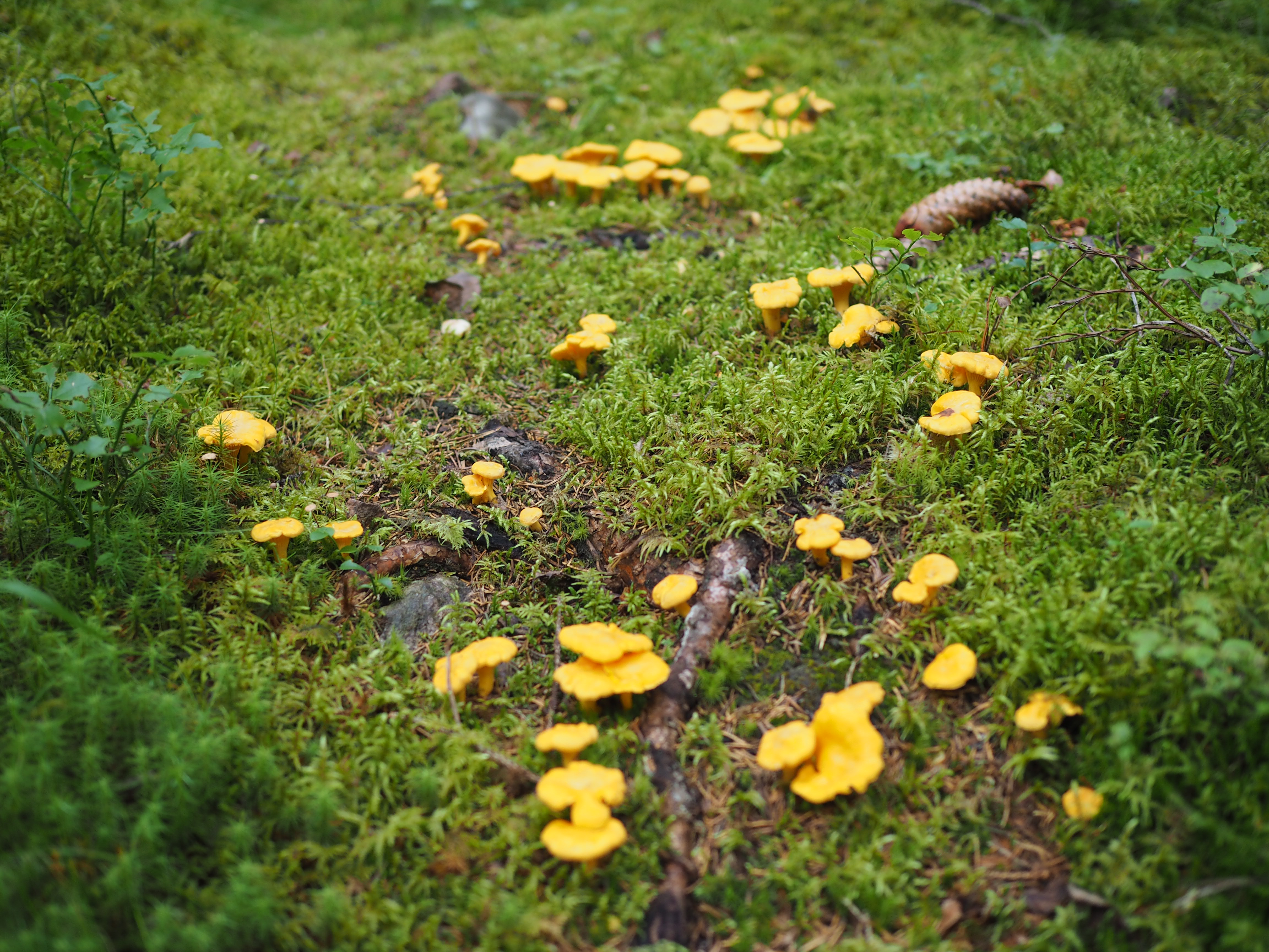 Skillet Chantarelle and Cheese Fondue (Kantarelle med Geitost)