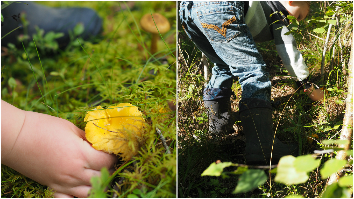Skillet Chantarelle and Cheese Fondue (Kantarelle med Geitost)