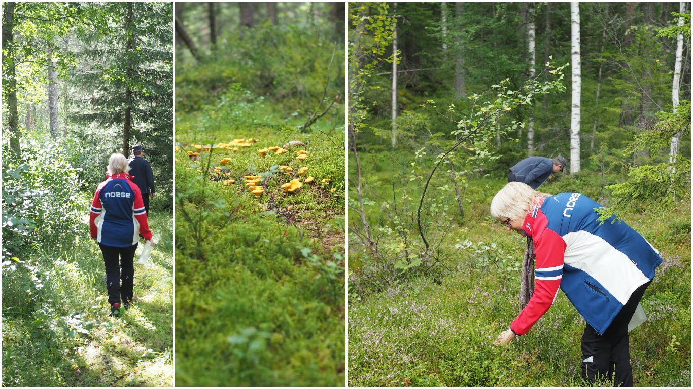 Skillet Chantarelle and Cheese Fondue (Kantarelle med Geitost)