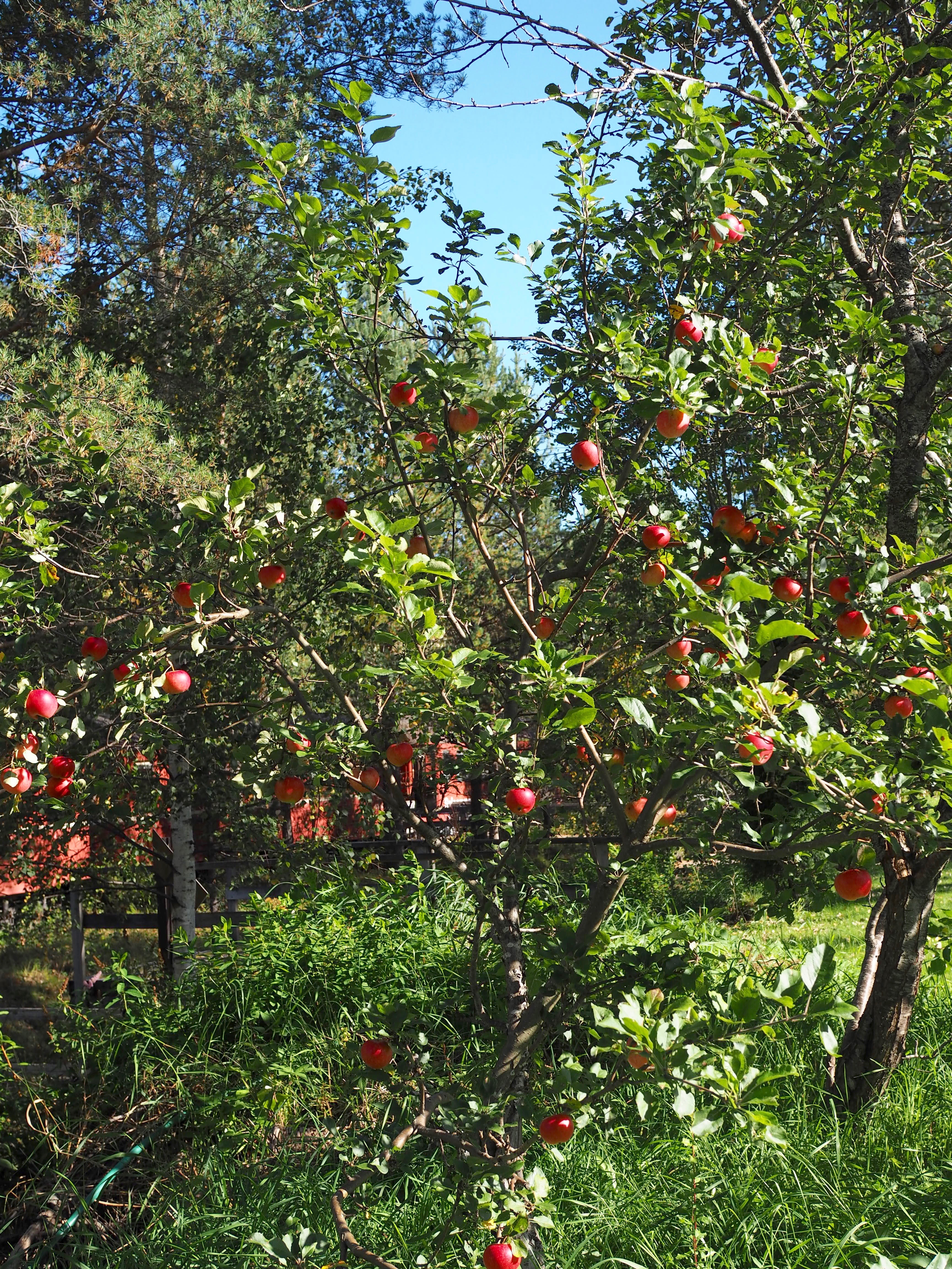Eplekake (Apple Cake) 