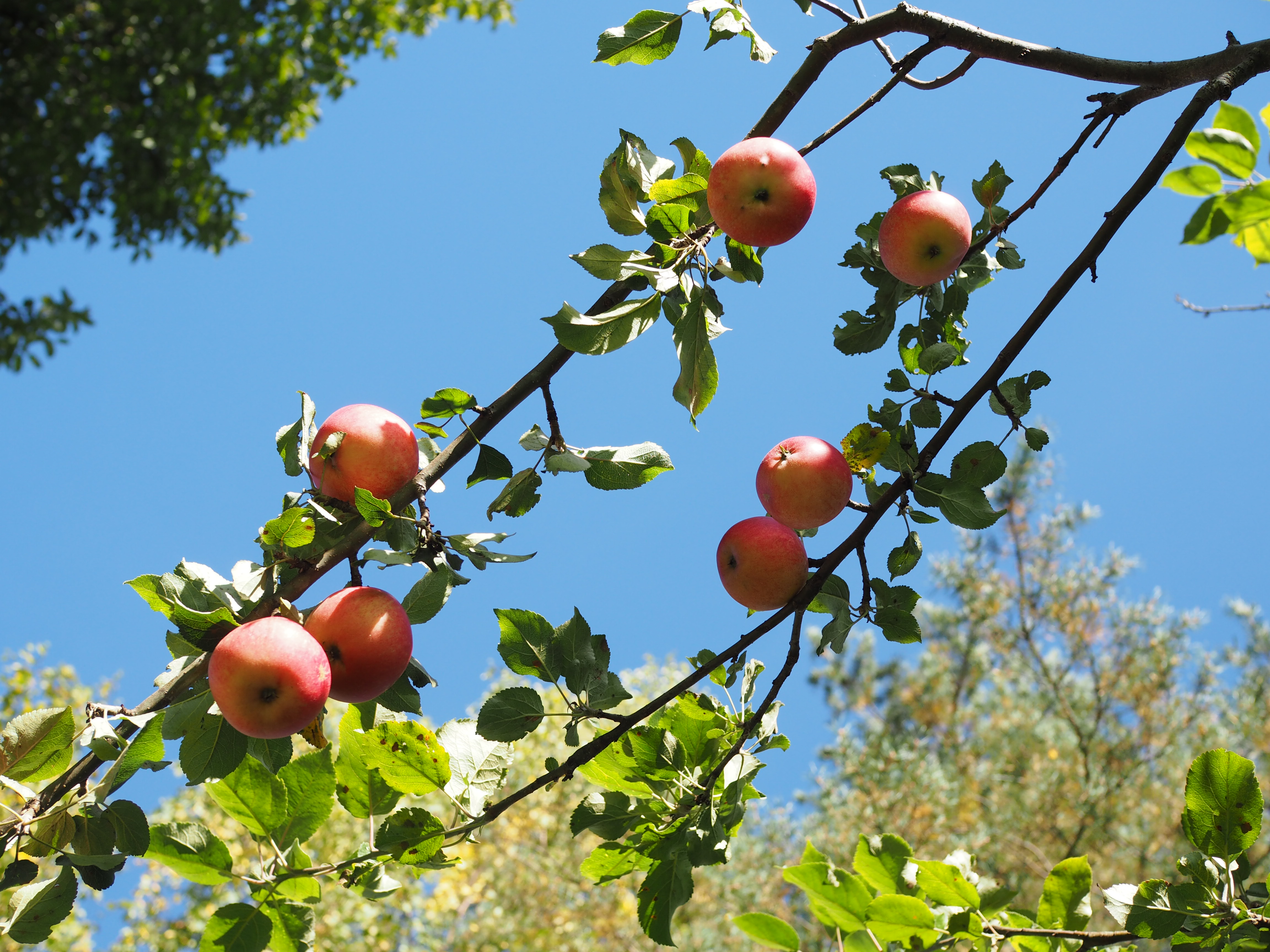 Eplekake (Apple Cake) 