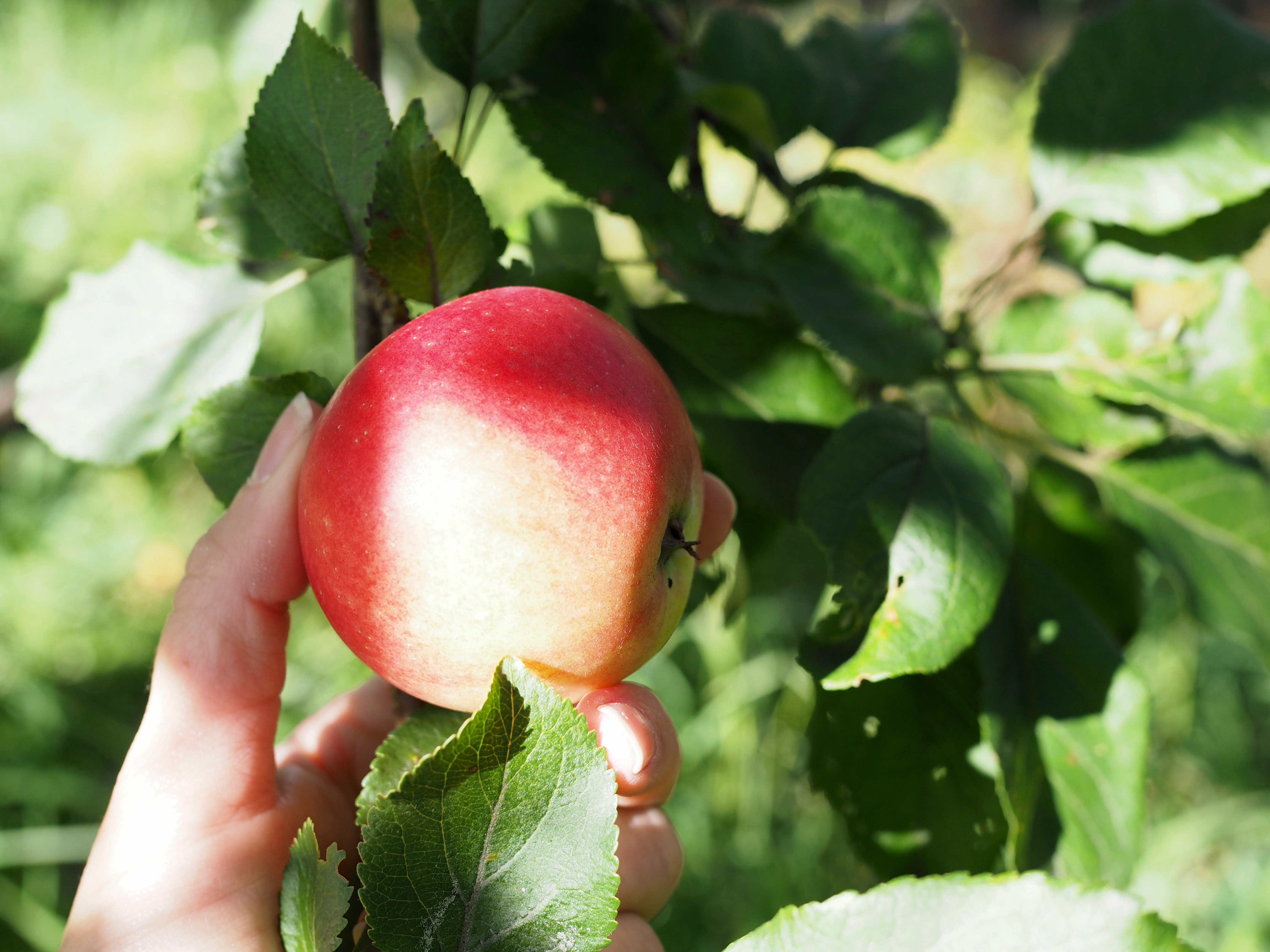 Eplekake (Apple Cake) 