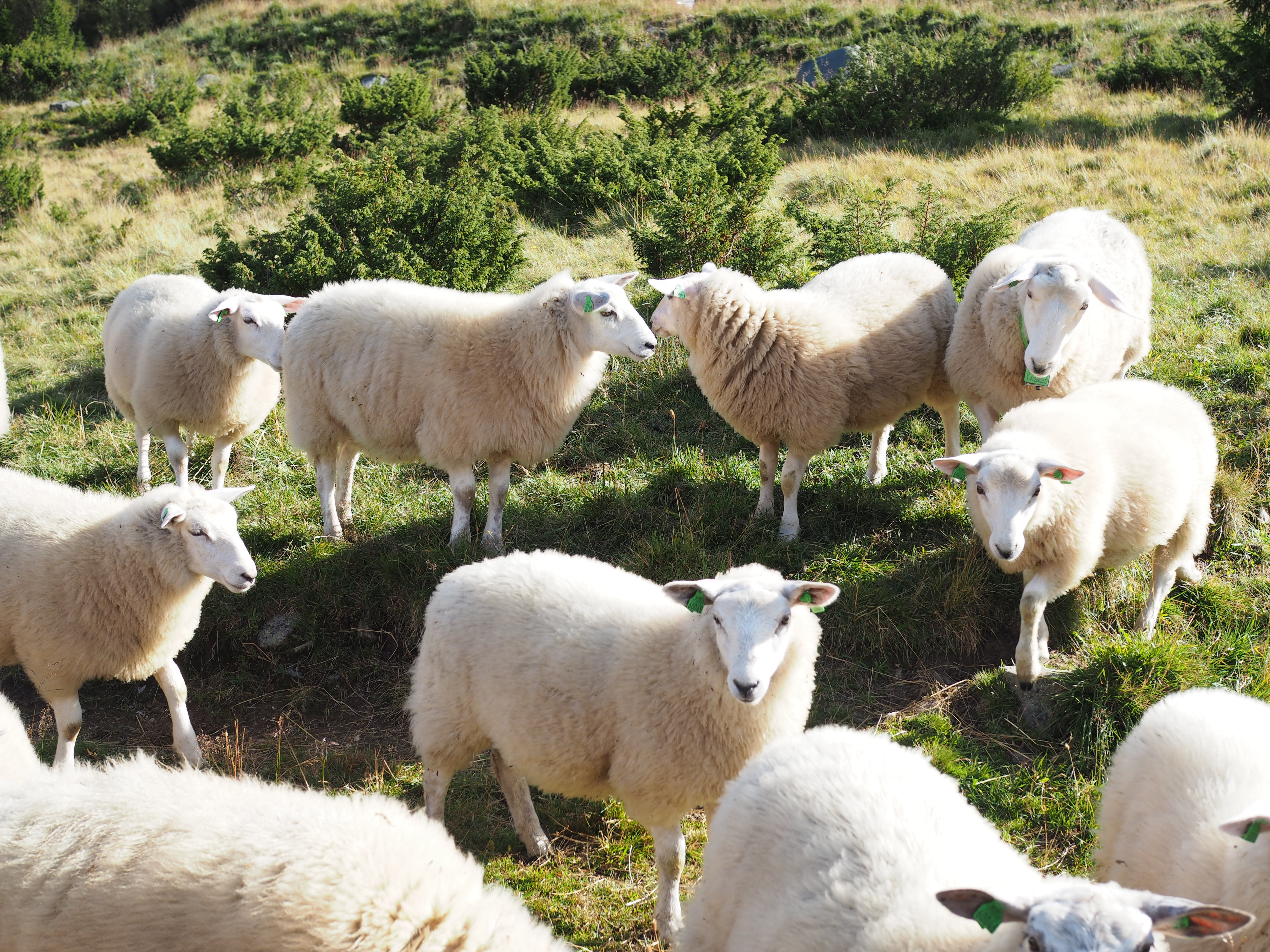Fårikål (Norwegian Lamb and Cabbage Stew)