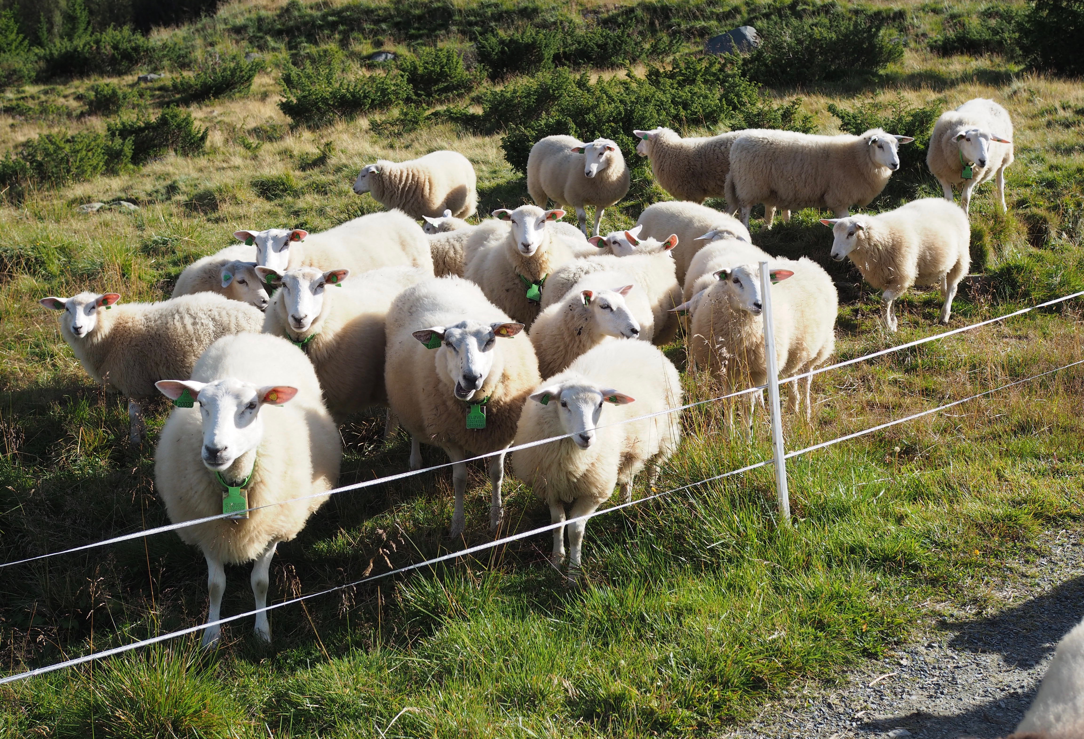Norsk Seterliv & Sur-Ost (Mountain Farm Cottage Cheese)
