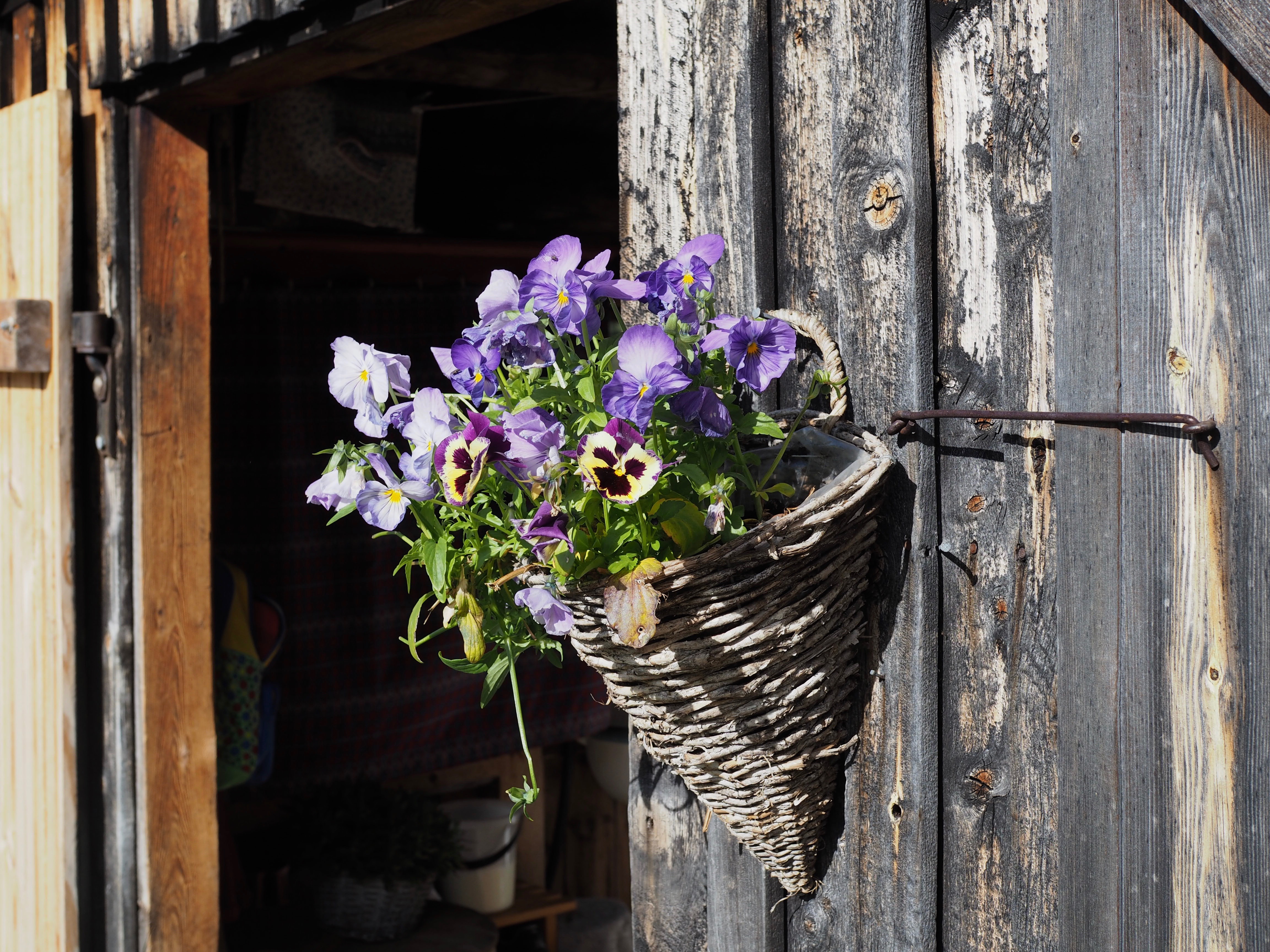 Norsk Seterliv & Sur-Ost (Mountain Farm Cottage Cheese)