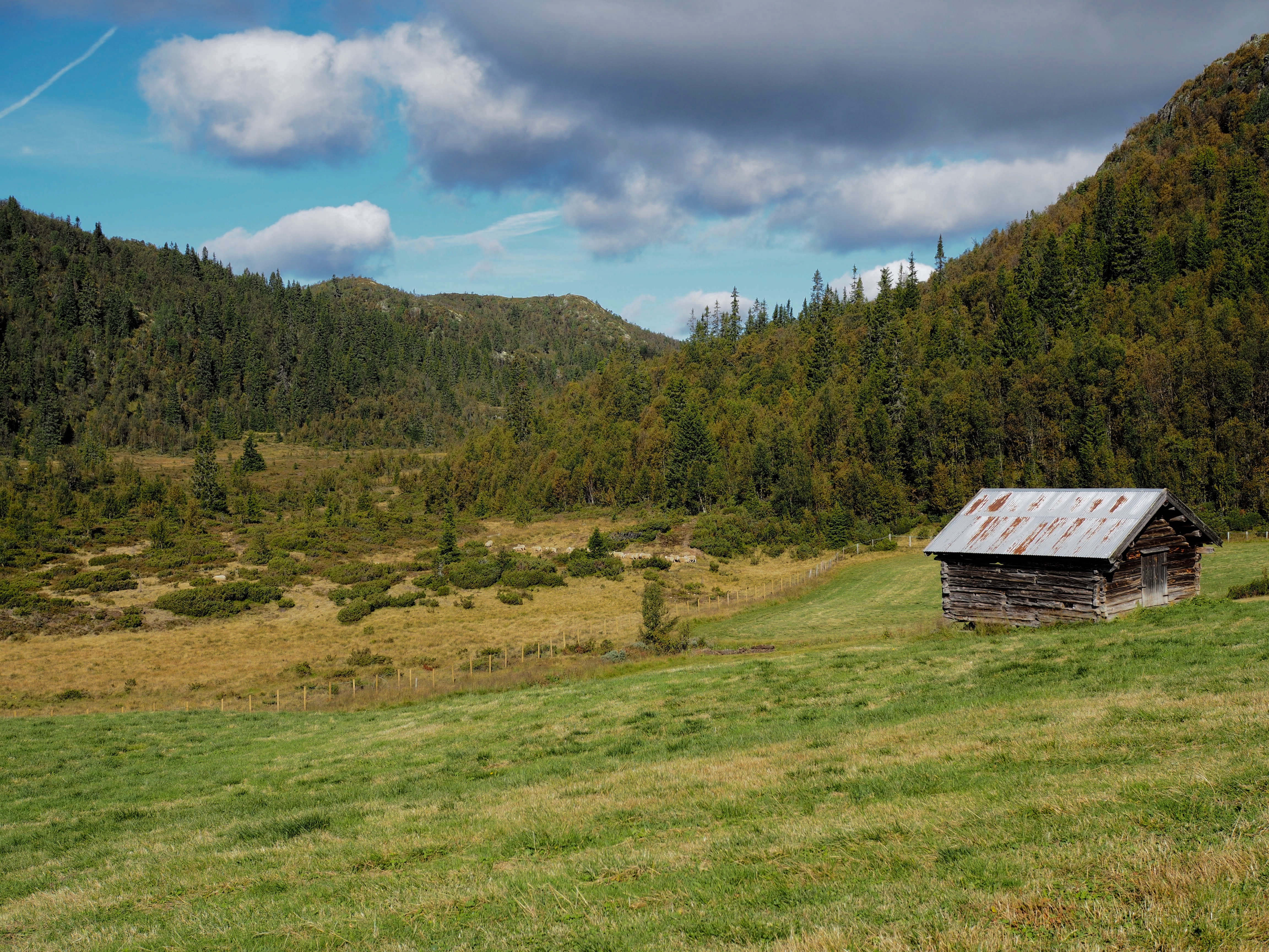 Norsk Seterliv & Sur-Ost (Mountain Farm Cottage Cheese)