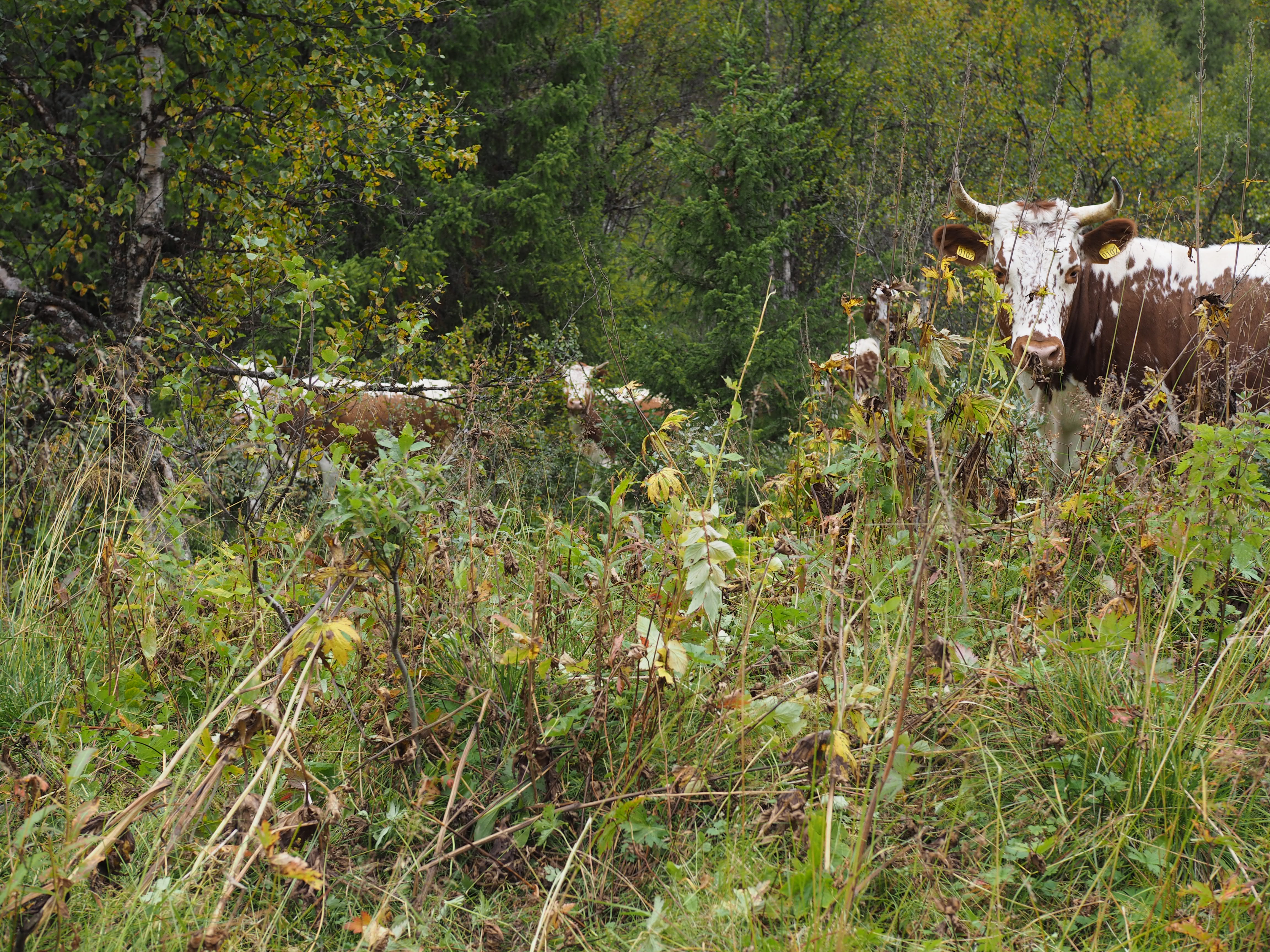 Norsk Seterliv & Sur-Ost (Mountain Farm Cottage Cheese)