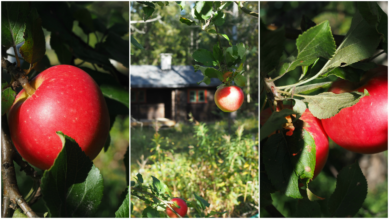 Eplekake (Apple Cake) 