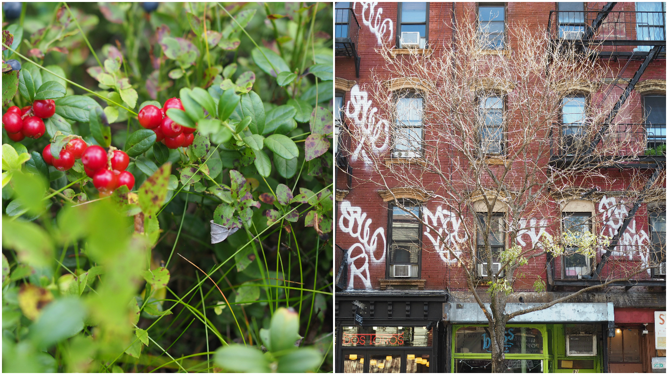 Bløtkake med Tyttebaer (Norwegian Layer Cake with Lingonberries)