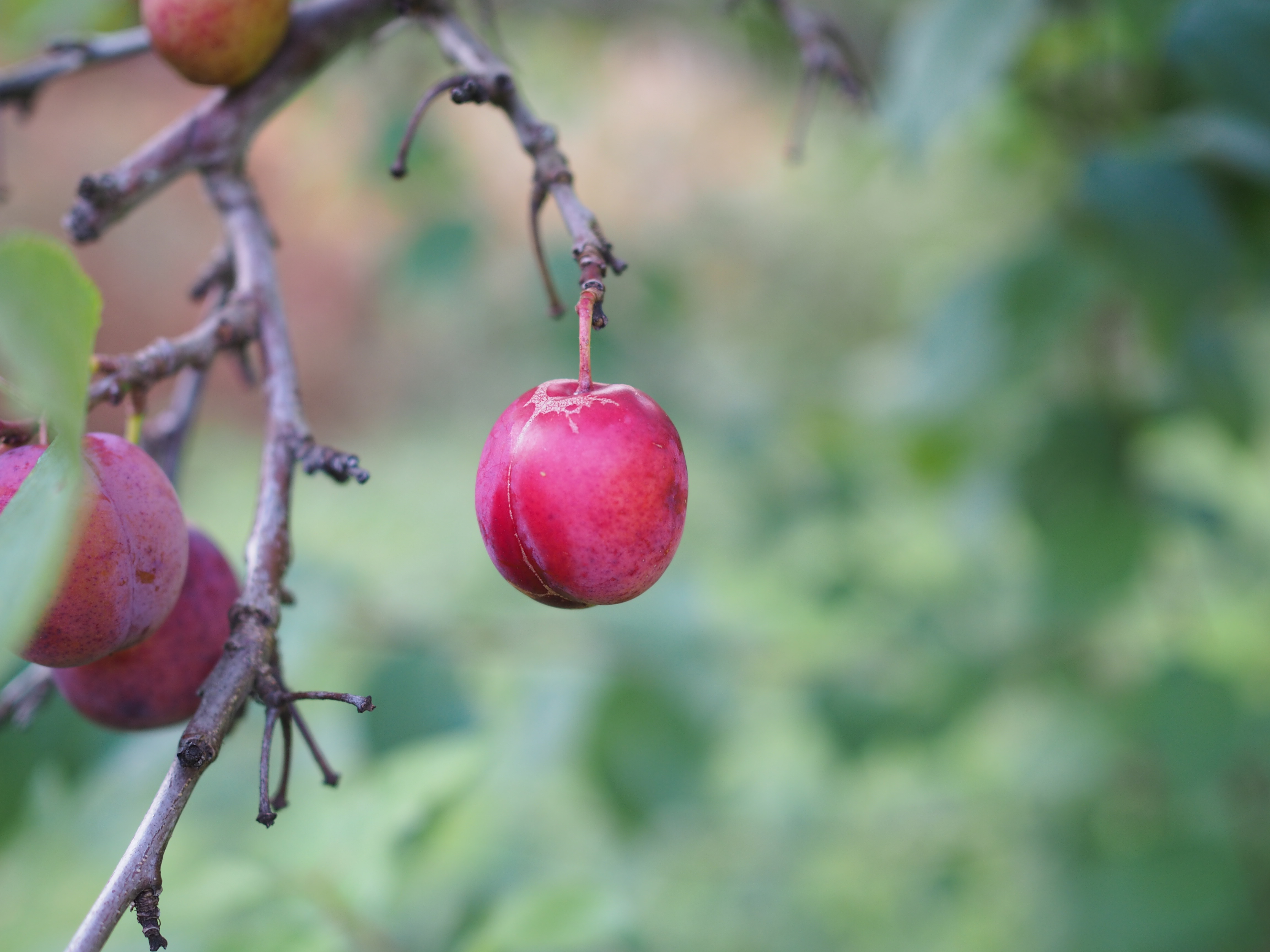 Norwegian Boller with Plums and Almond Custard