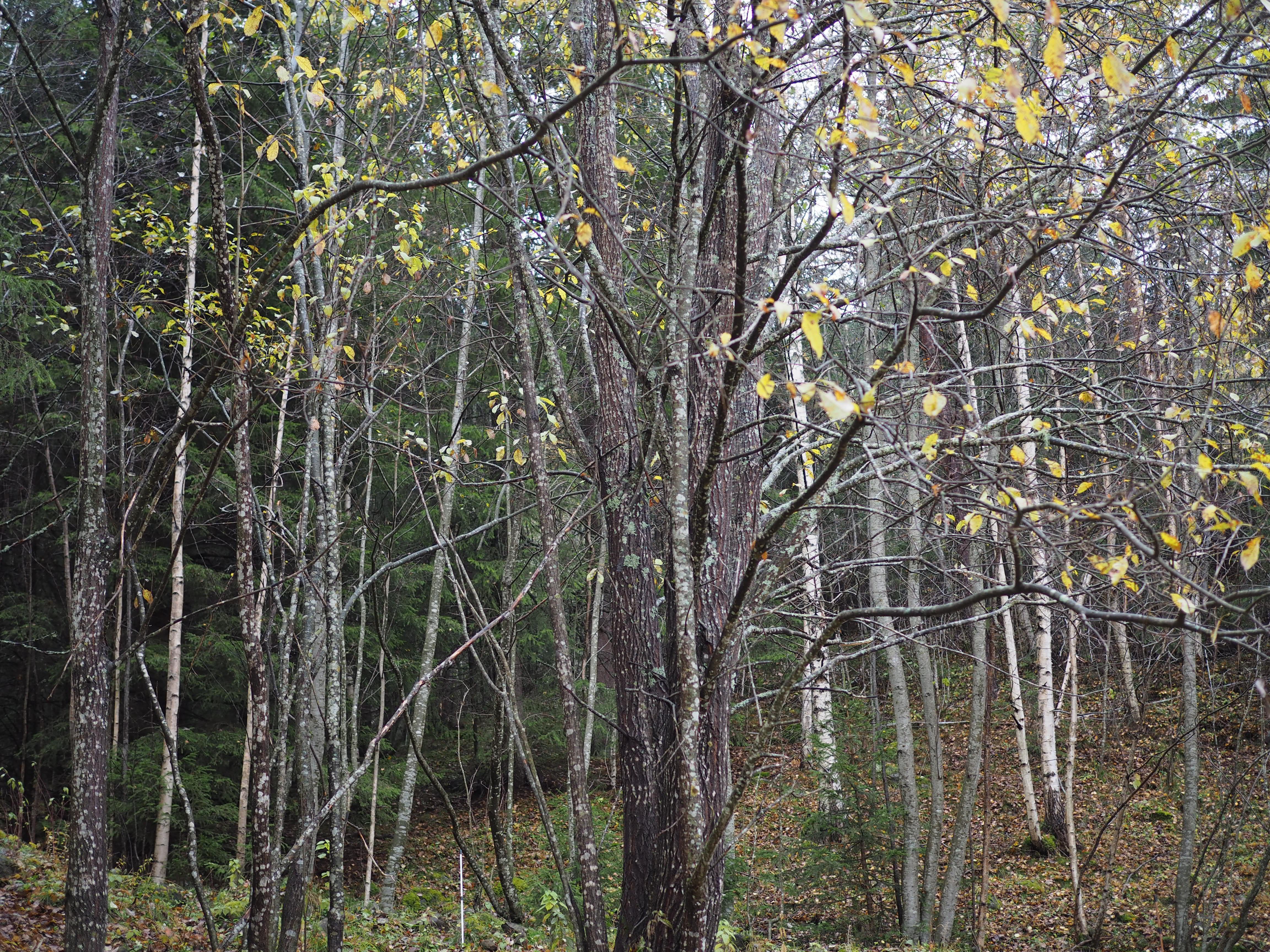 Norwegian Moose Stew (Elggryte)