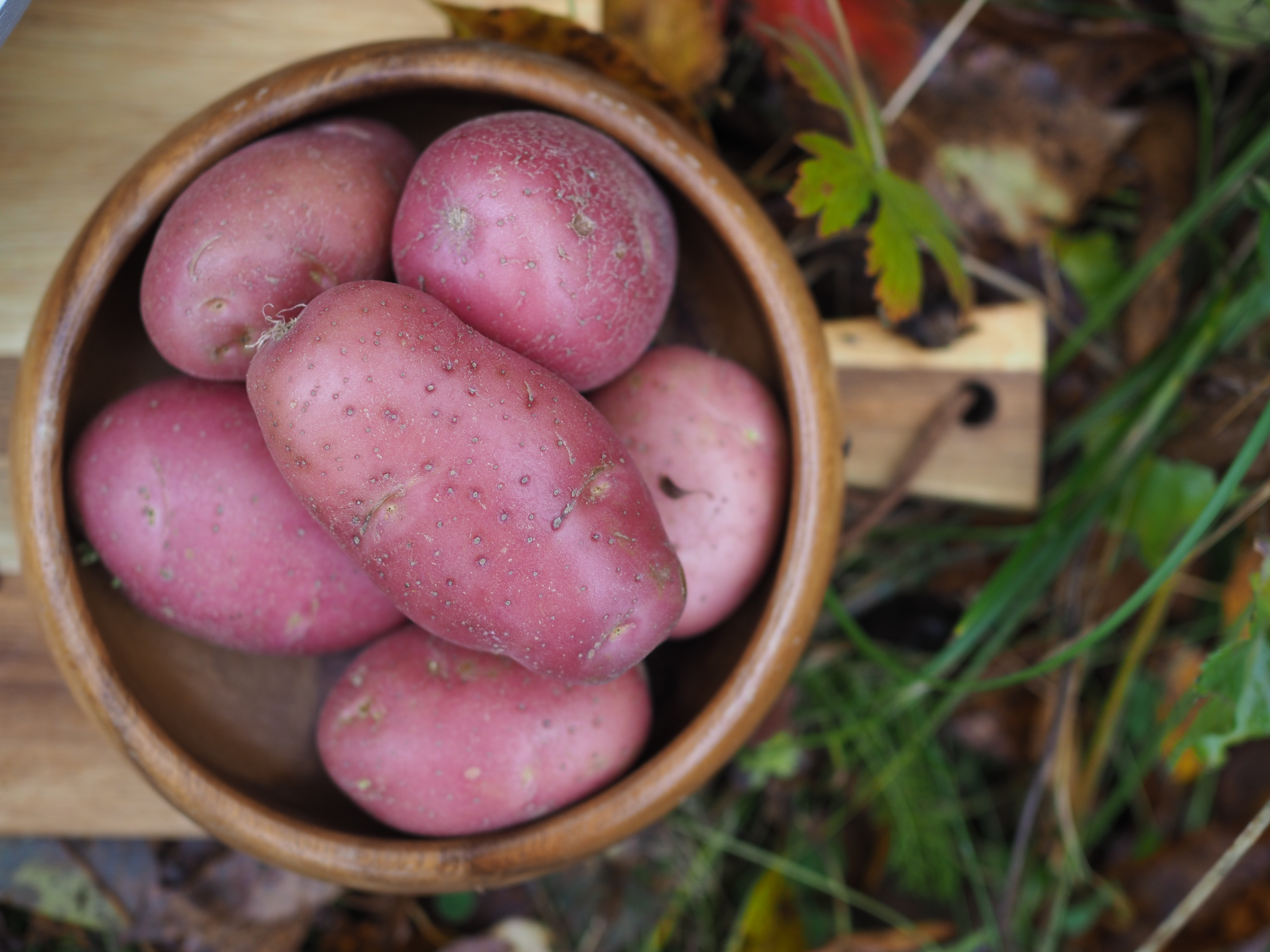 Norwegian Moose Stew (Elggryte)