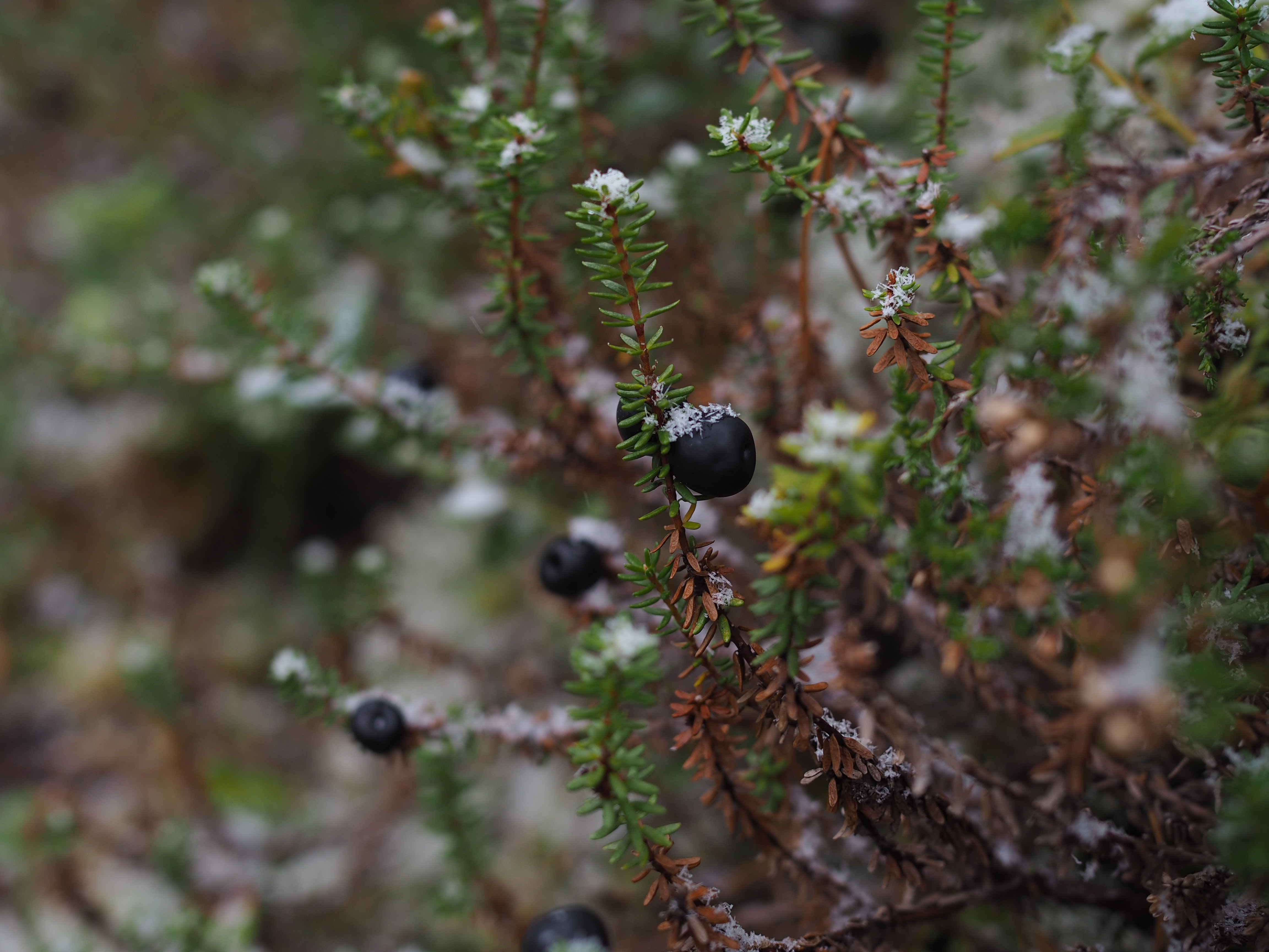 The Norwegian Hunt (Jakten)