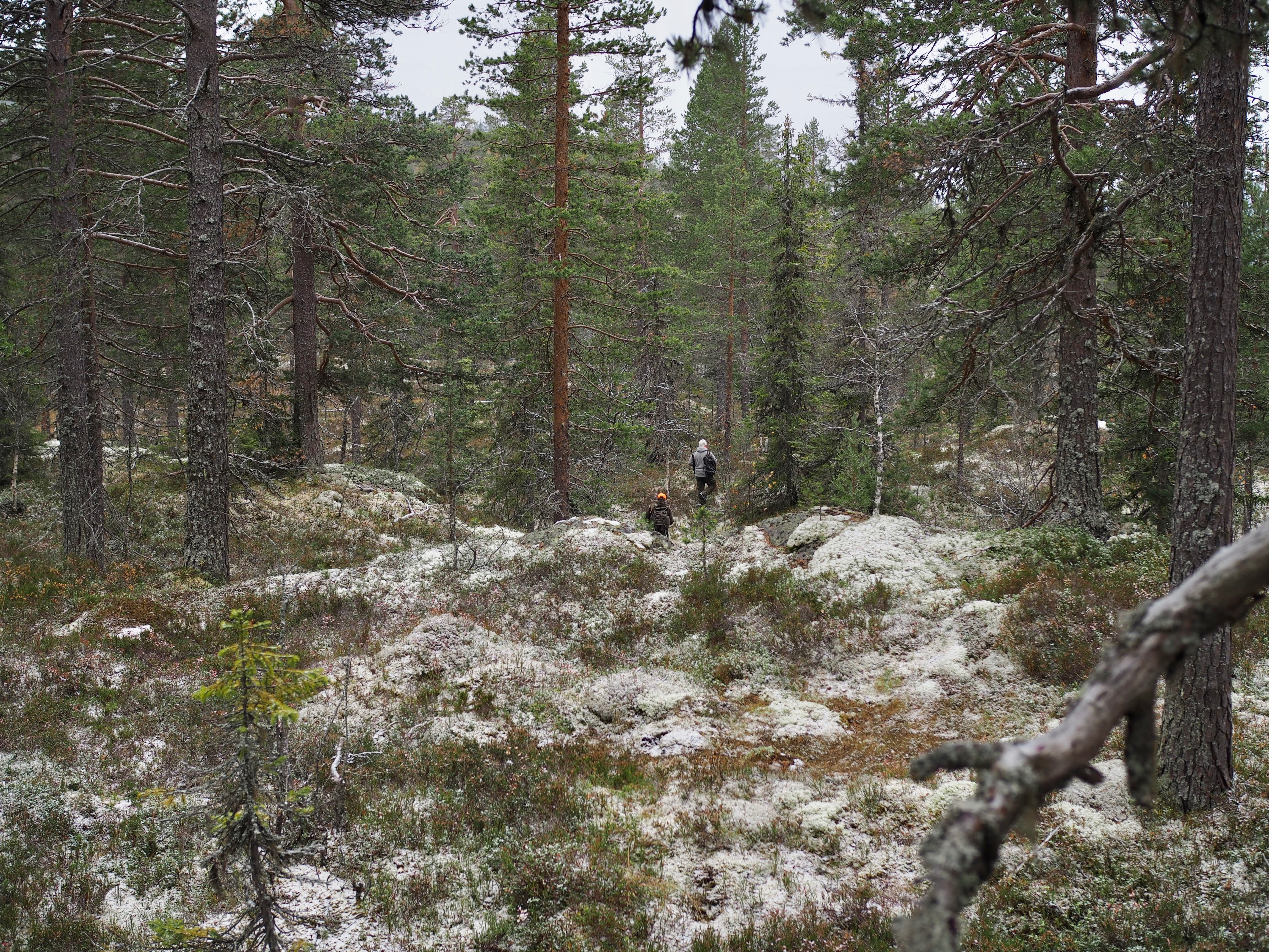 The Norwegian Hunt (Jakten)