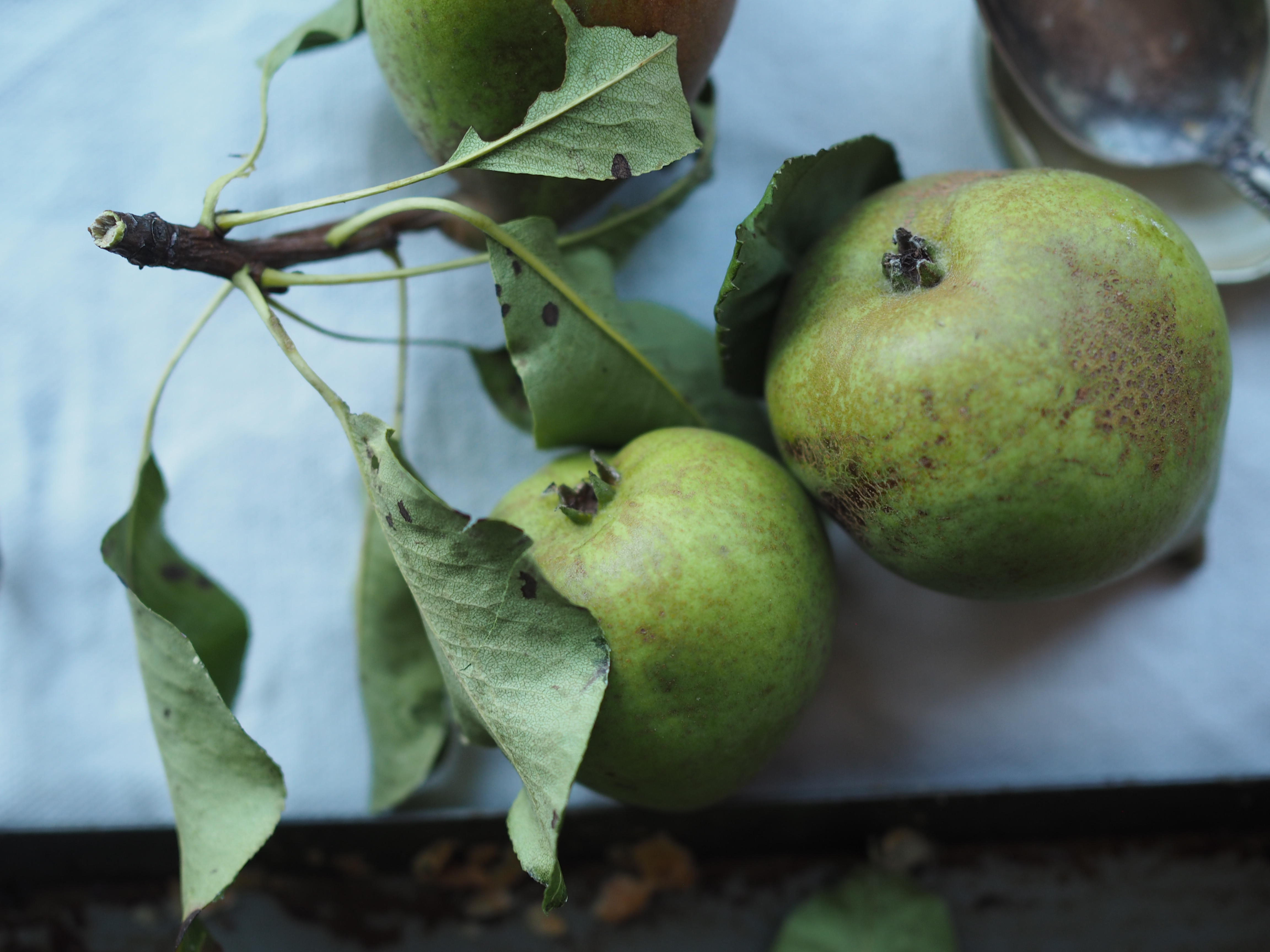 Savory Pear Tart with local honey, blue cheese, walnuts and a whole wheat puff pastry (Pæreterte)