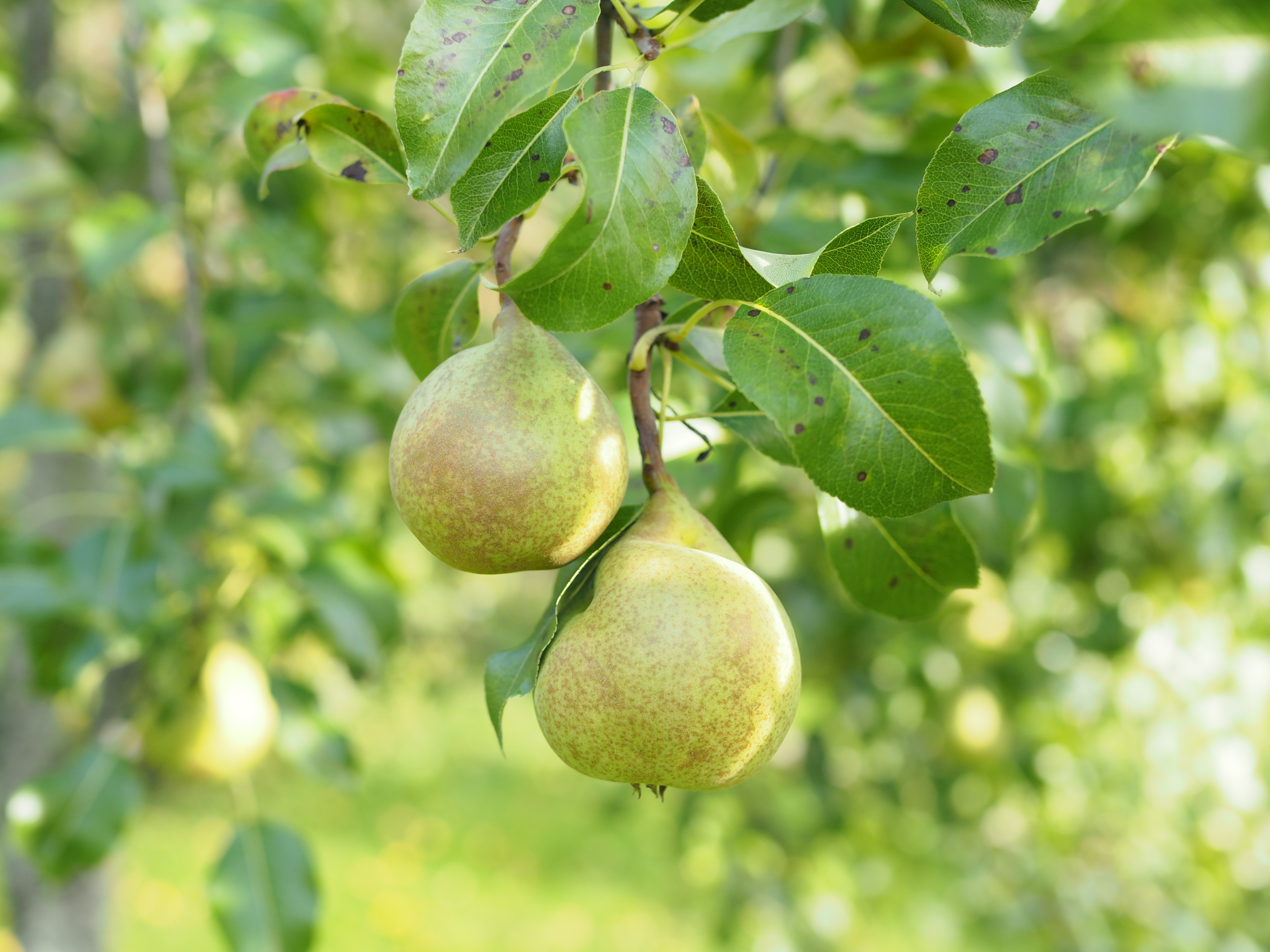 Savory Pear Tart with local honey, blue cheese, walnuts and a whole wheat puff pastry (Pæreterte)