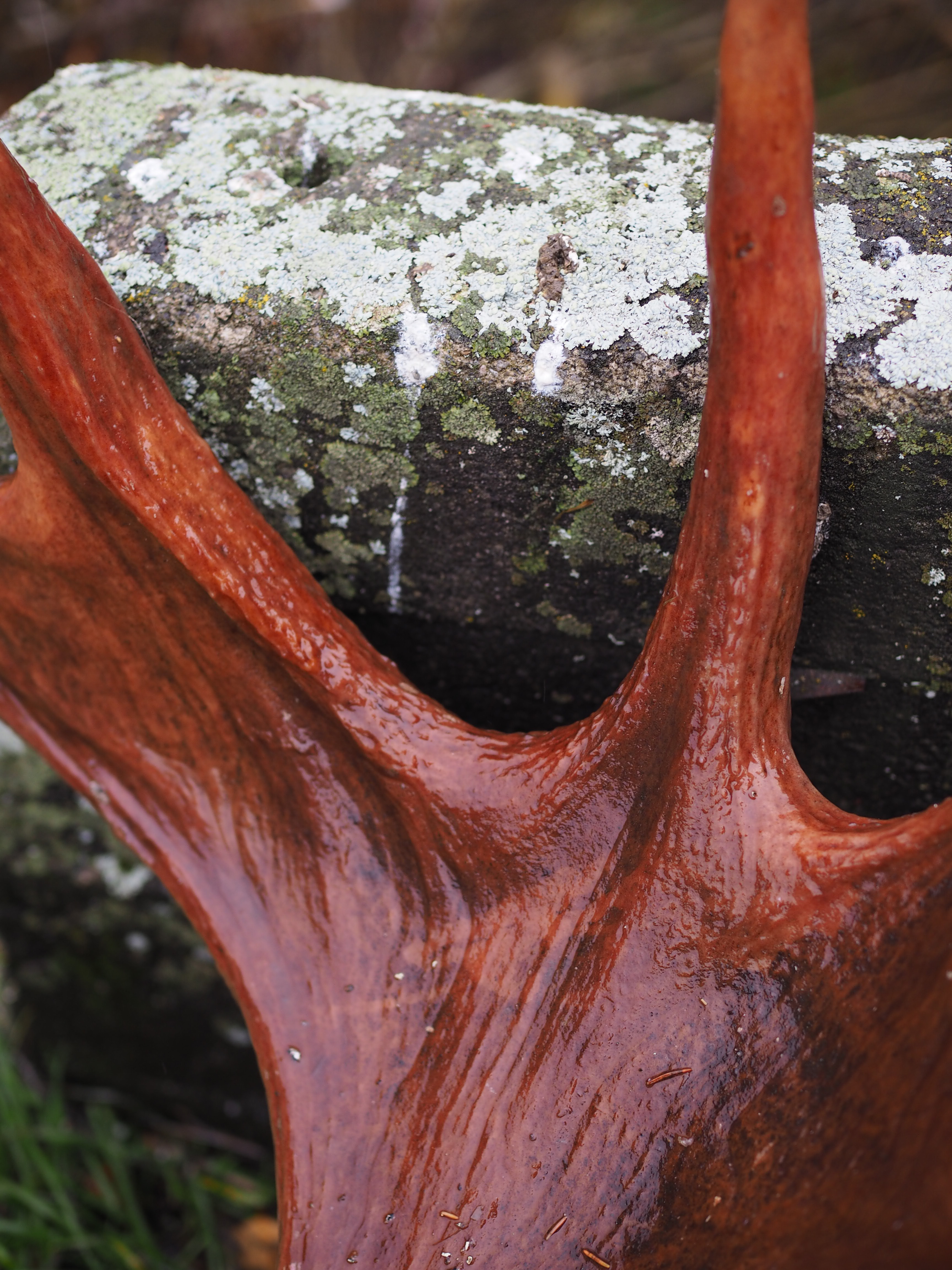 The Norwegian Hunt (Jakten)