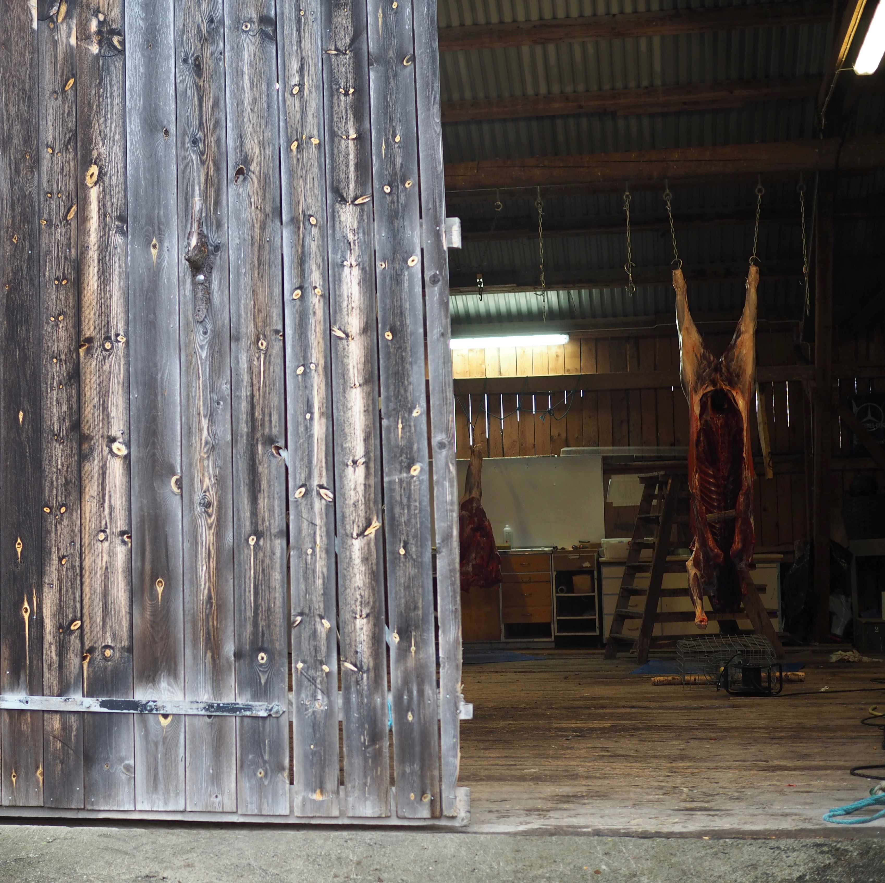 The Norwegian Hunt (Jakten)