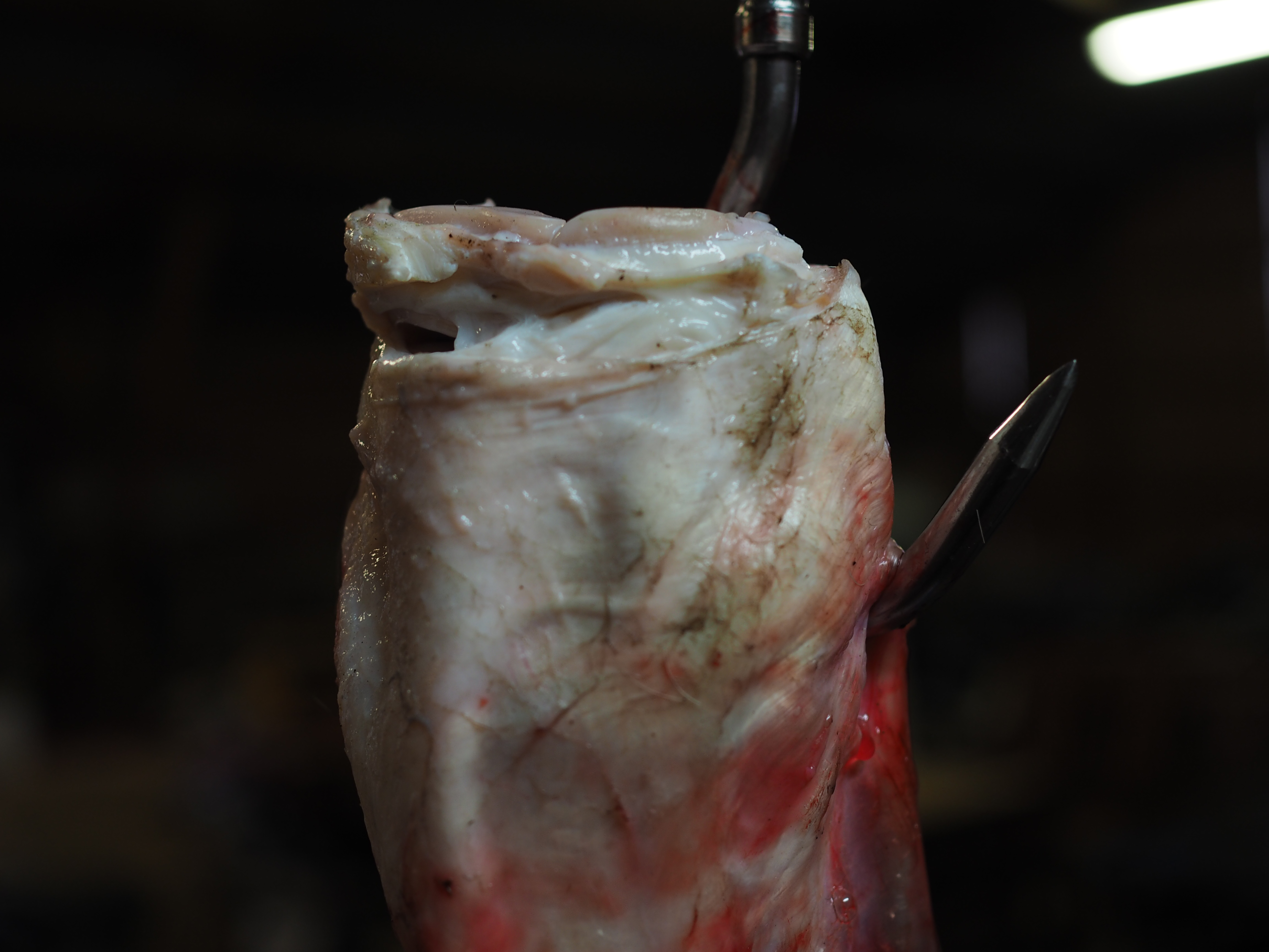 The Norwegian Hunt (Jakten)