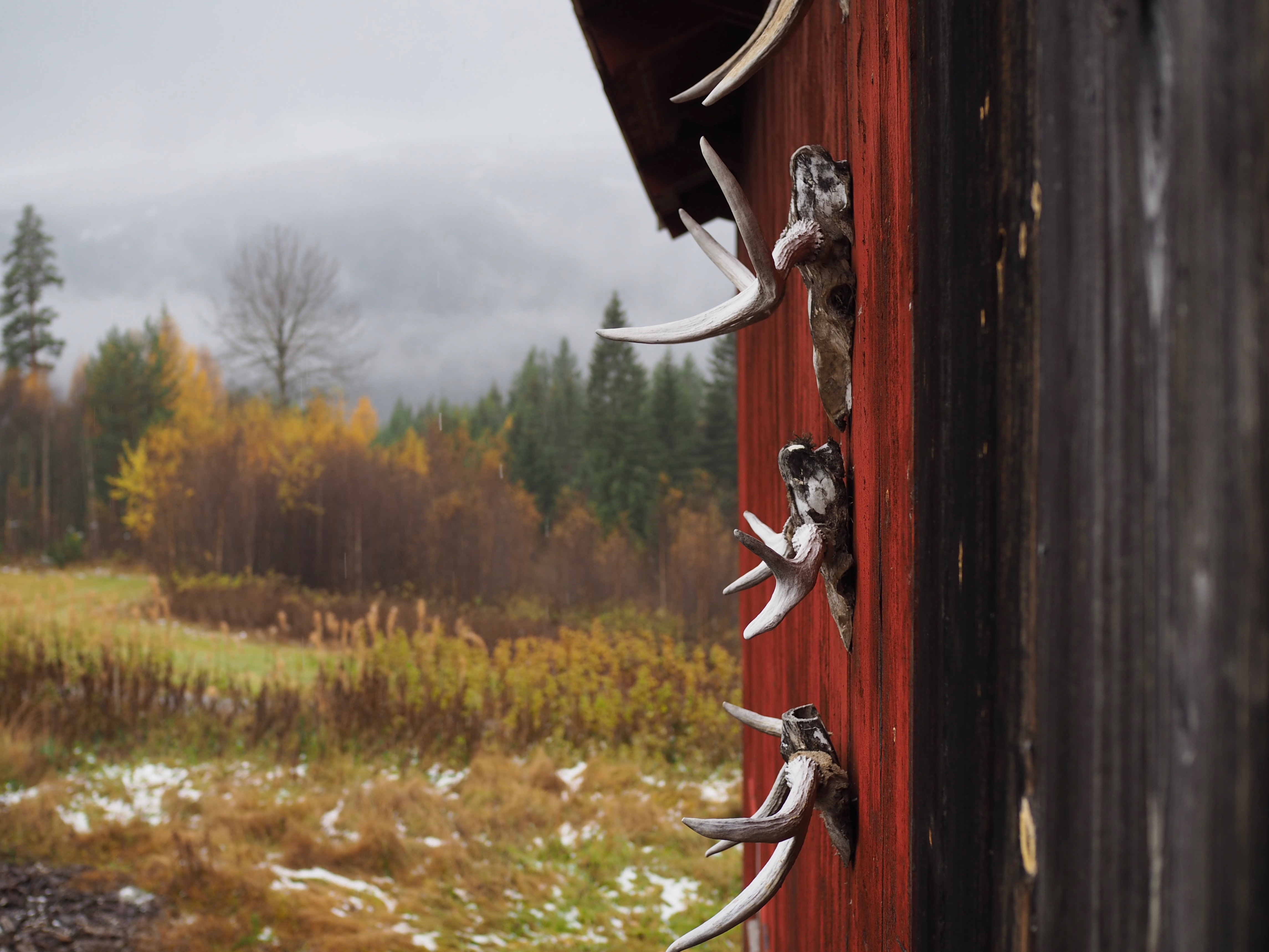 The Hunt (Elgjakten) - Moose Hunting in Norway