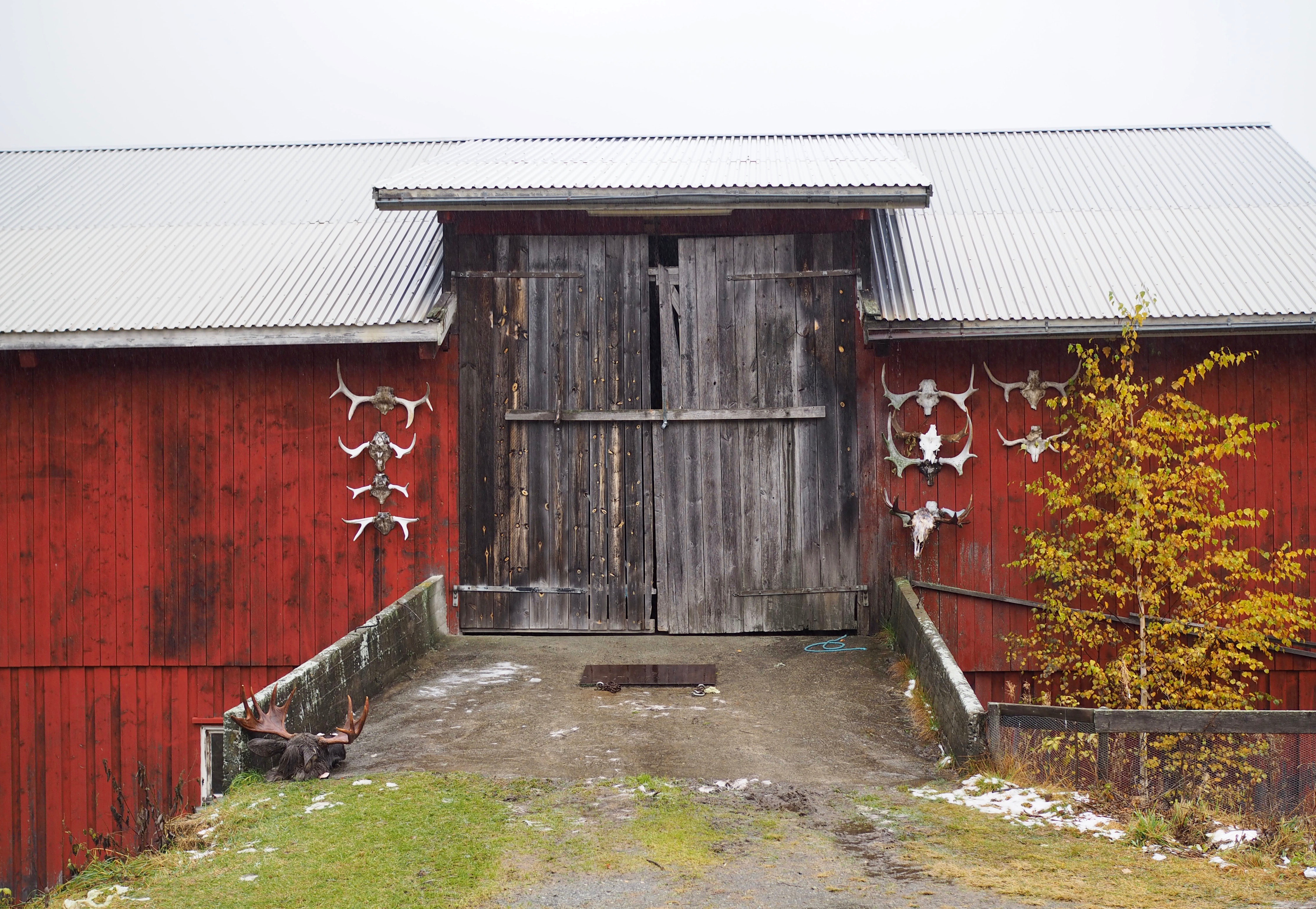 The Norwegian Hunt (Jakten)