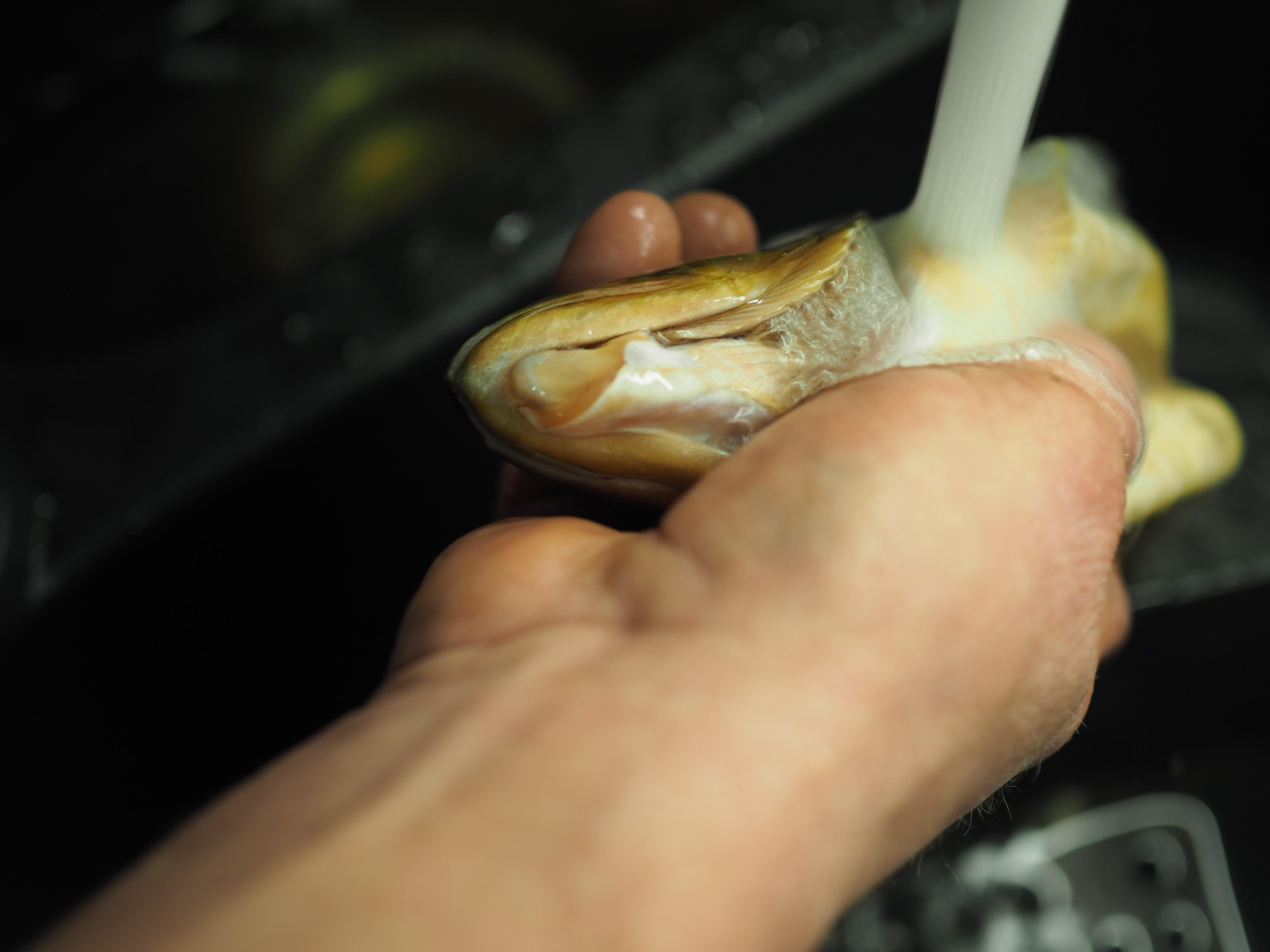 Rakfisk (Norwegian Fermented Fish)