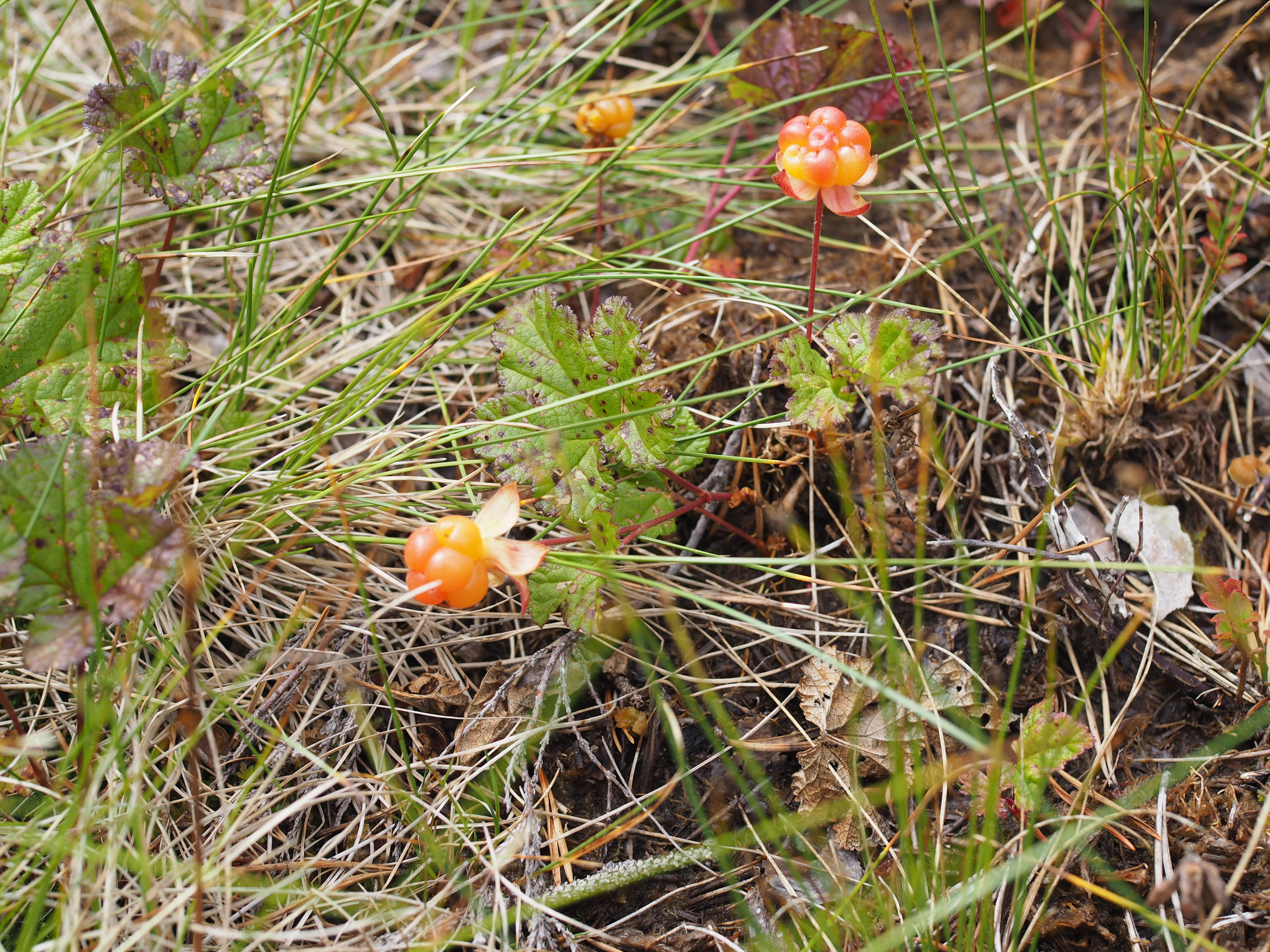 Multekarameller (Cloudberry Caramels)