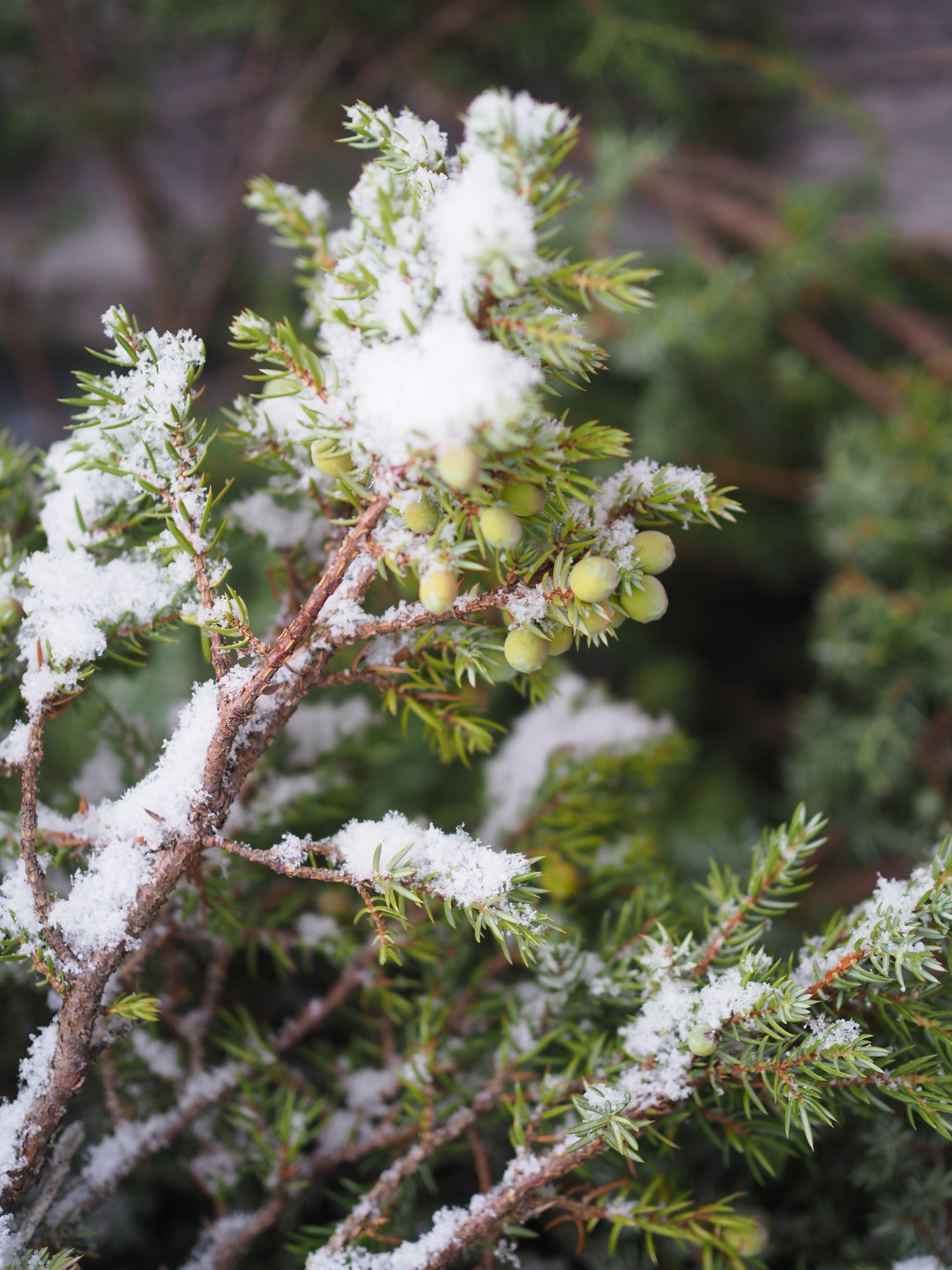 The Smokehouse (Røykhuset)