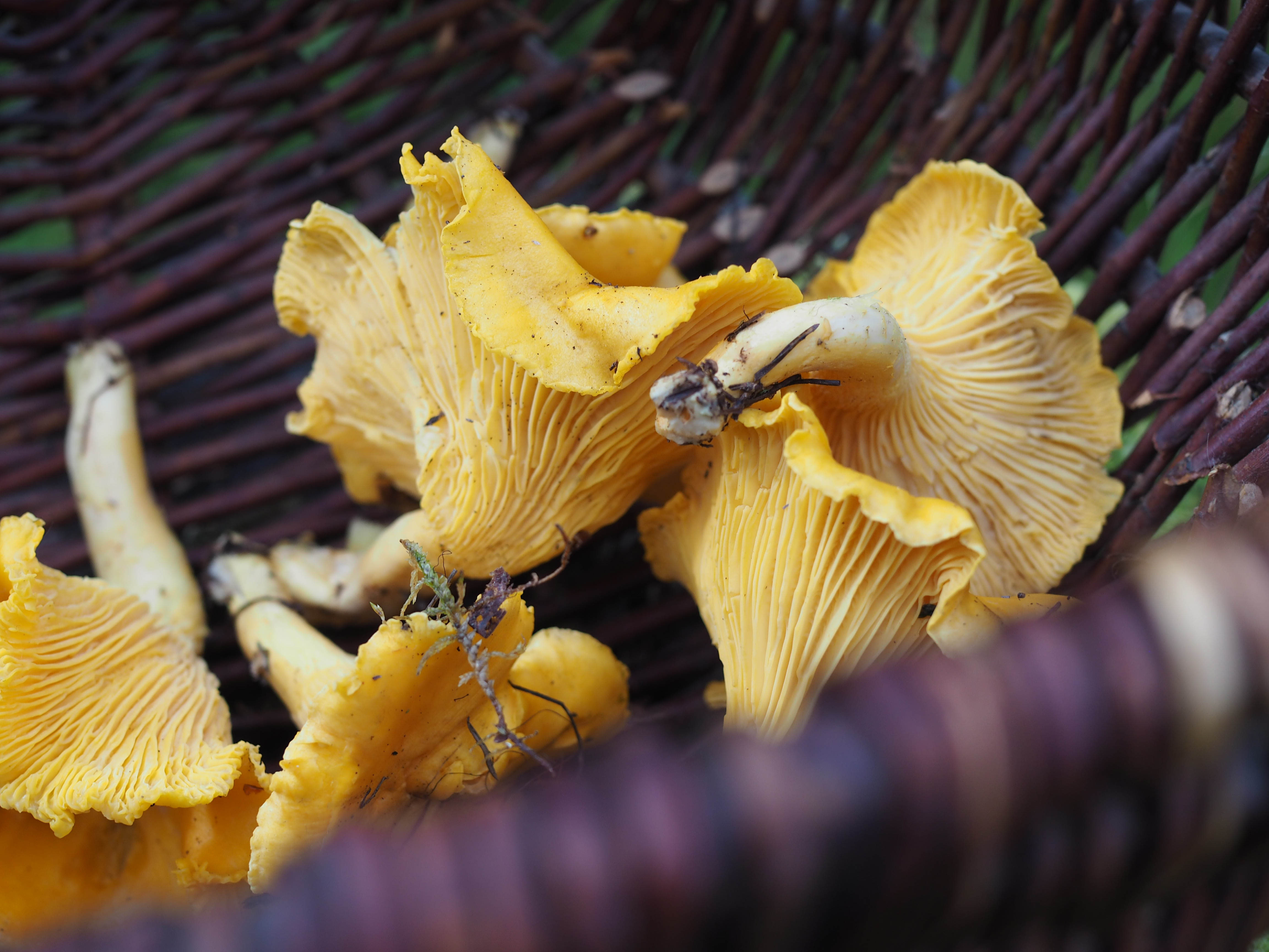 Juniper Berry & Barley Noodles with Creamy Chanterelles