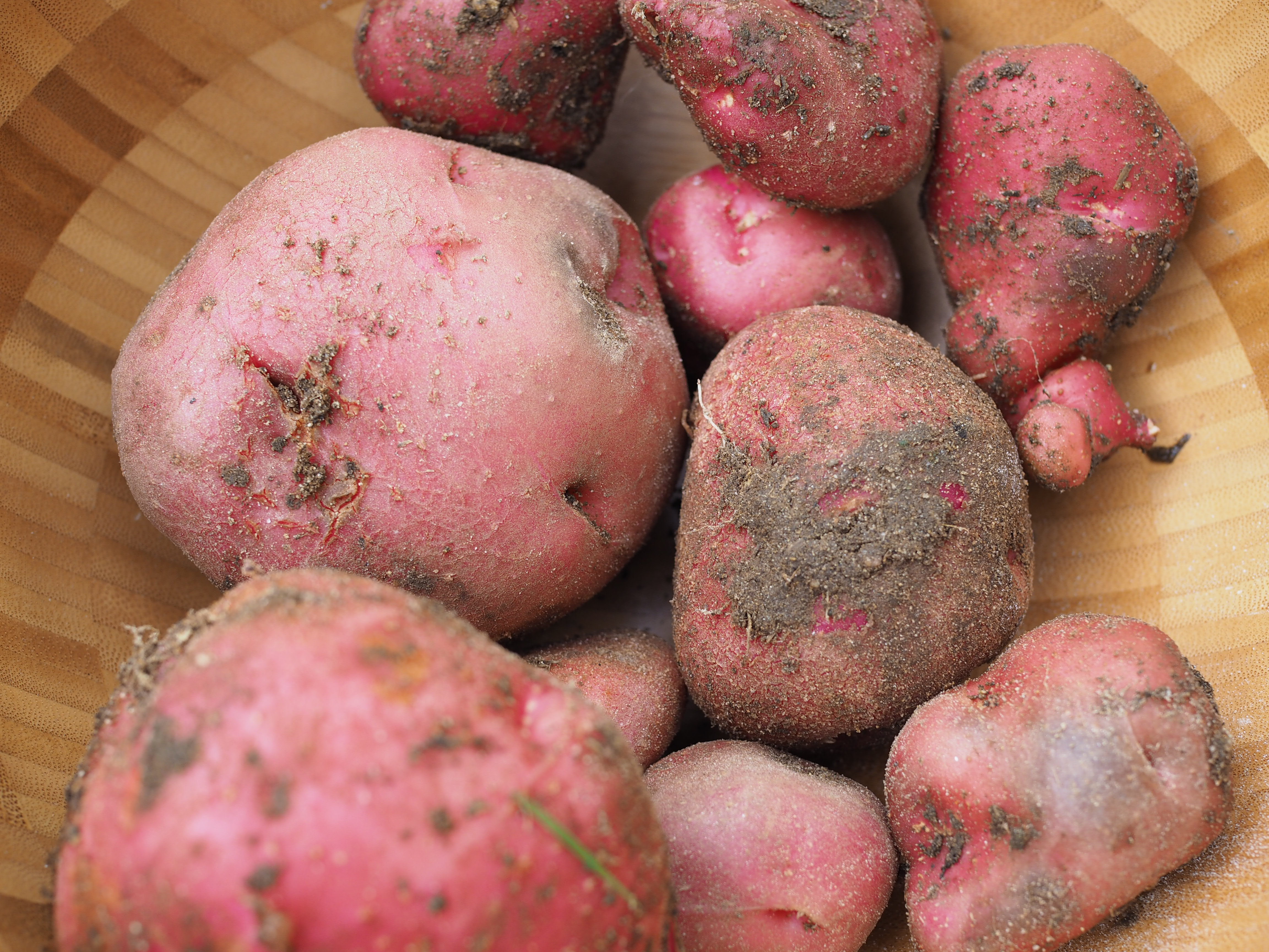 Norwegian Potato Dumplings with Spring Vegetables (Raspeballer)