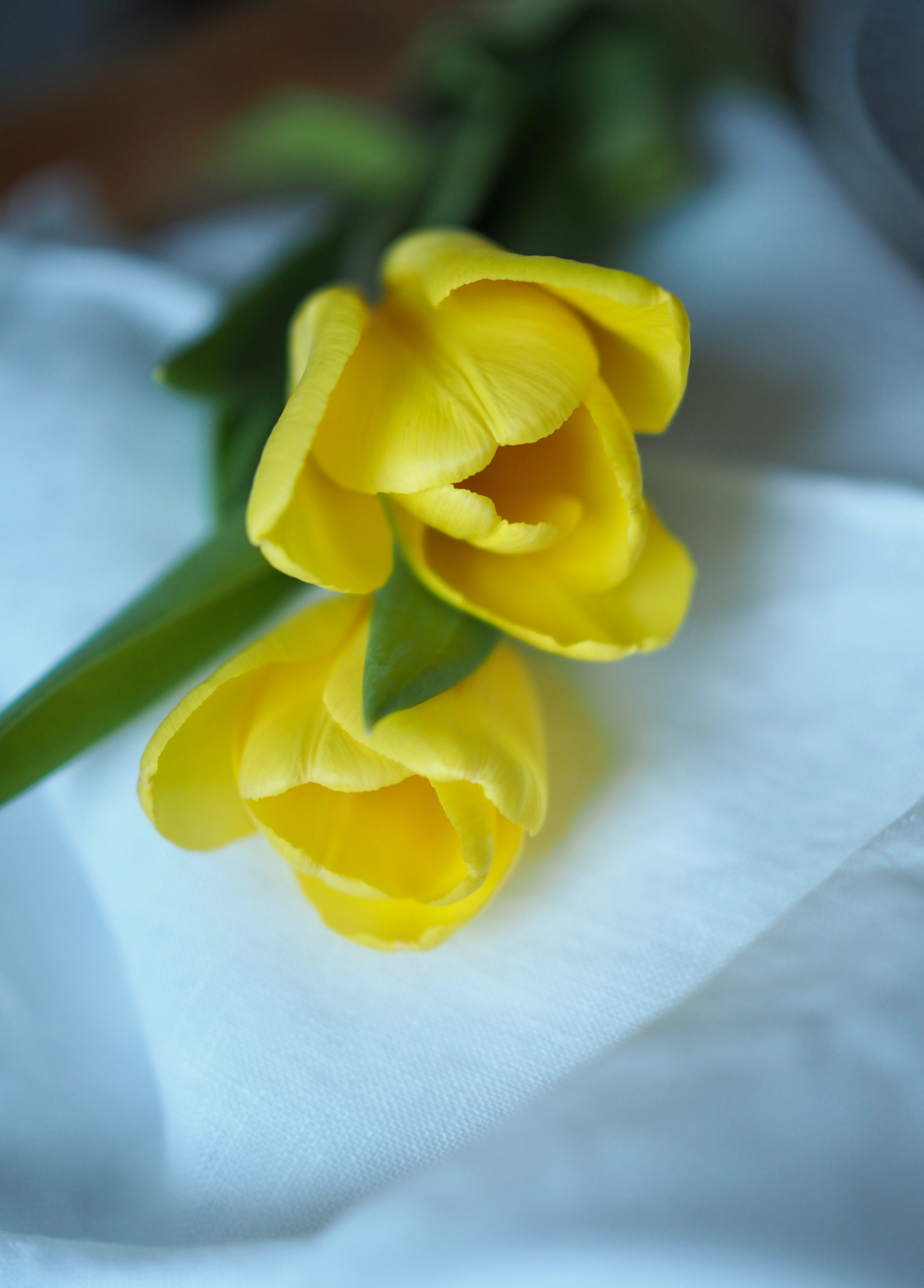 Norwegian Success Tart (Suksessterte)