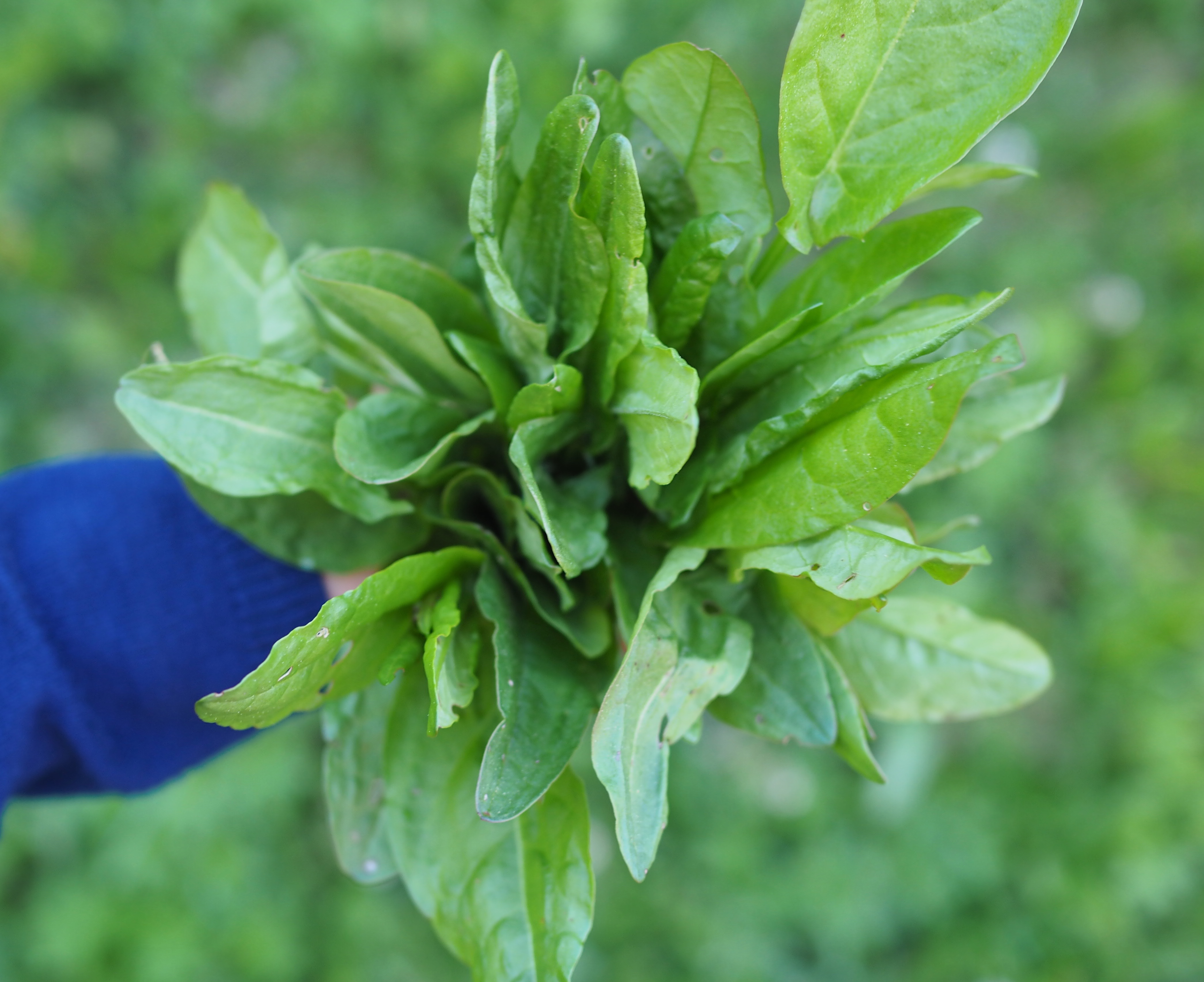 Wild Sorrel & Blue Cheese Smørbrød (Engsyresmørbrød med Blåmuggost) 
