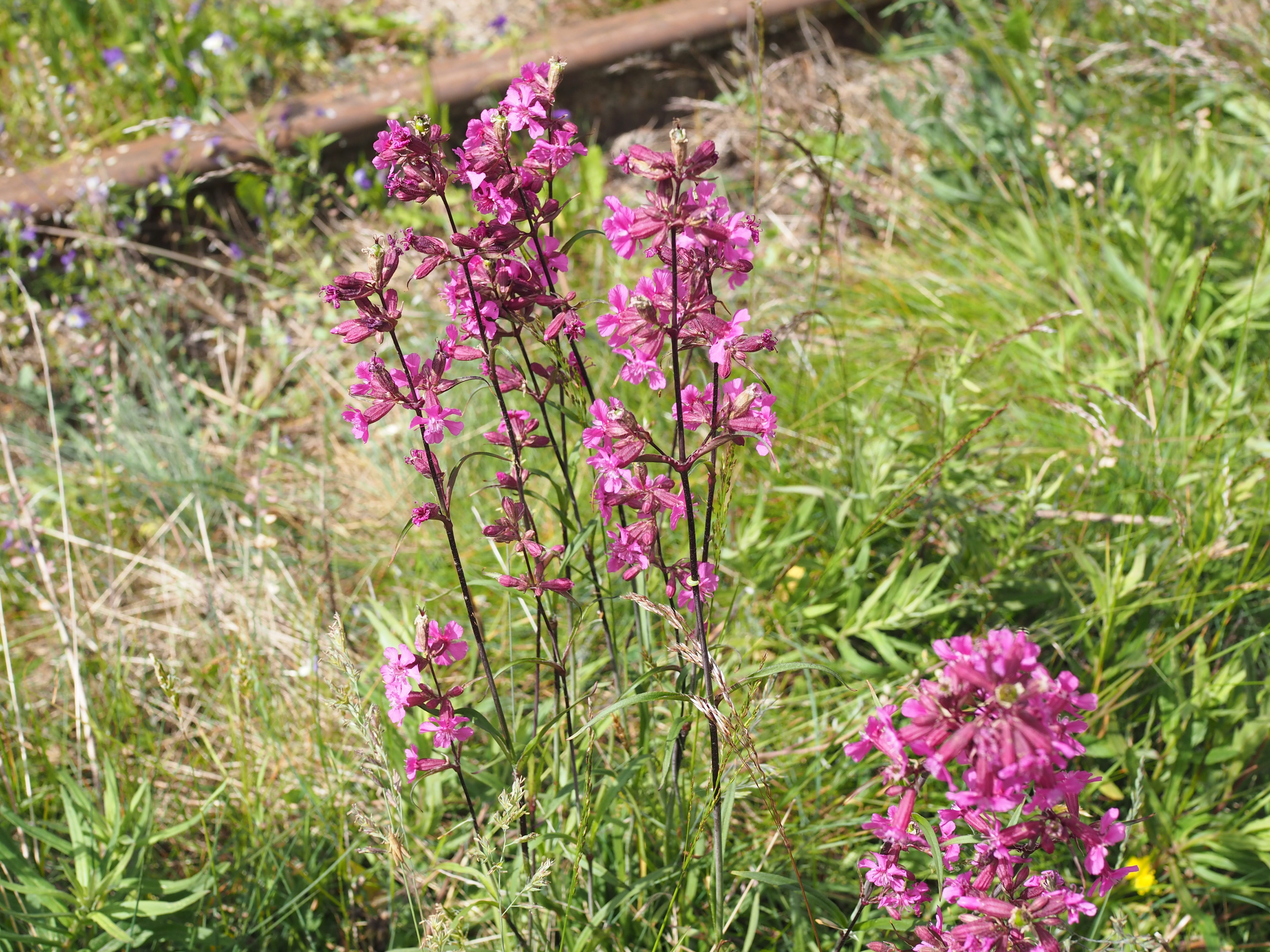 Strawberry Mousse (Jordbærfromasj)