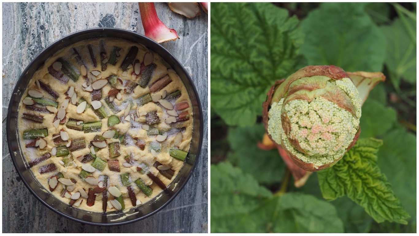 Simple Norwegian Rhubarb Cake (Rabarbrakake)