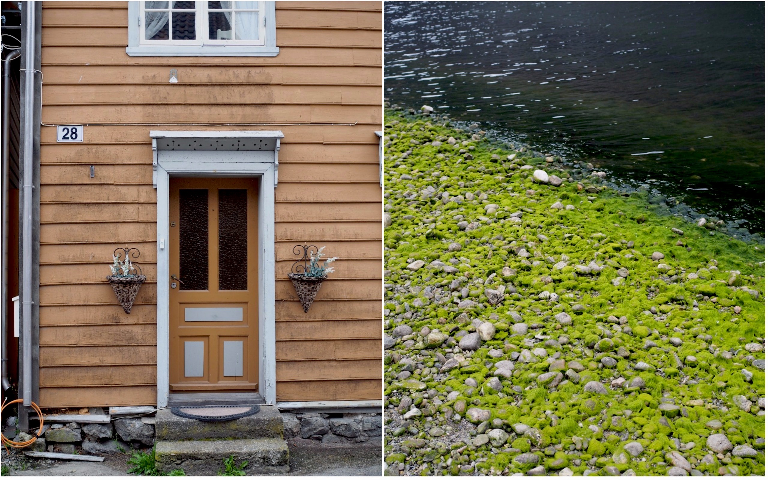 The Waters + Norwegian Fish Cakes (Fiskekaker)
