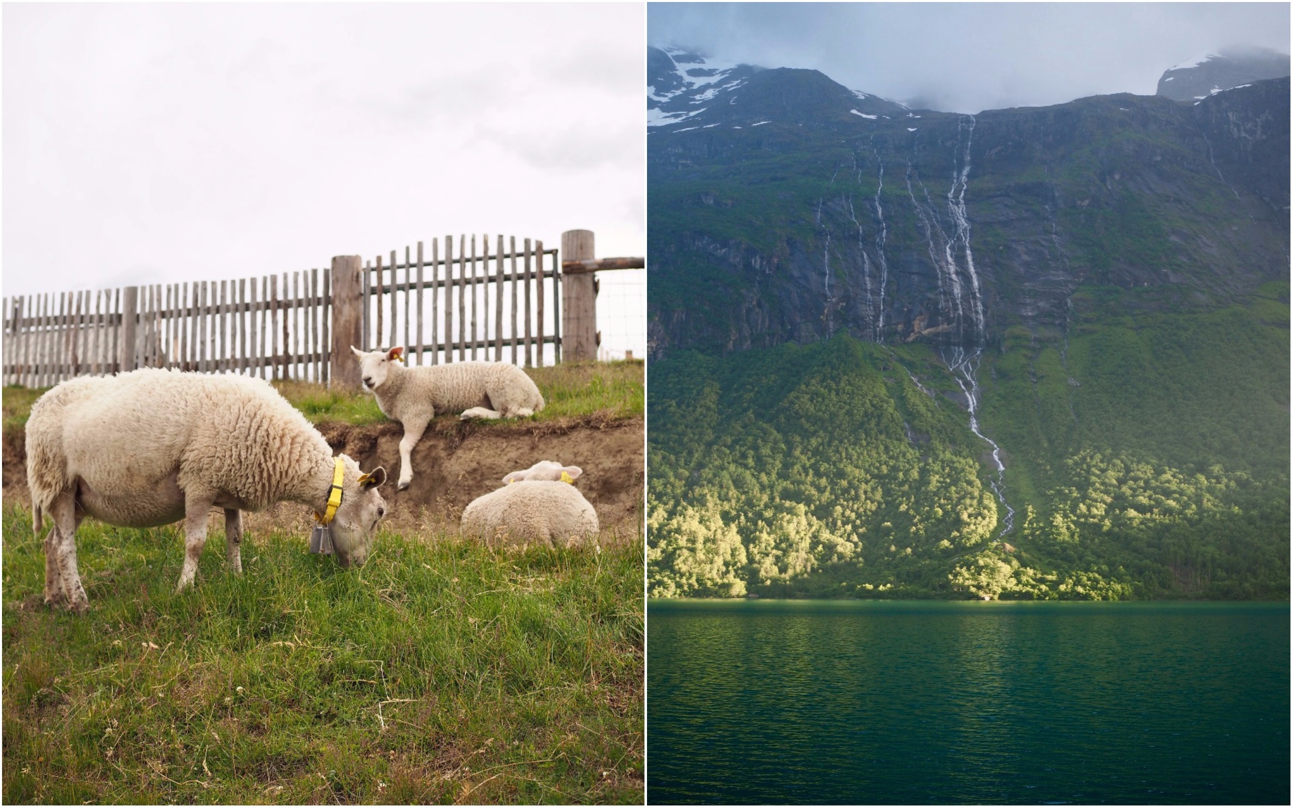 The Waters + Norwegian Fish Cakes (Fiskekaker)