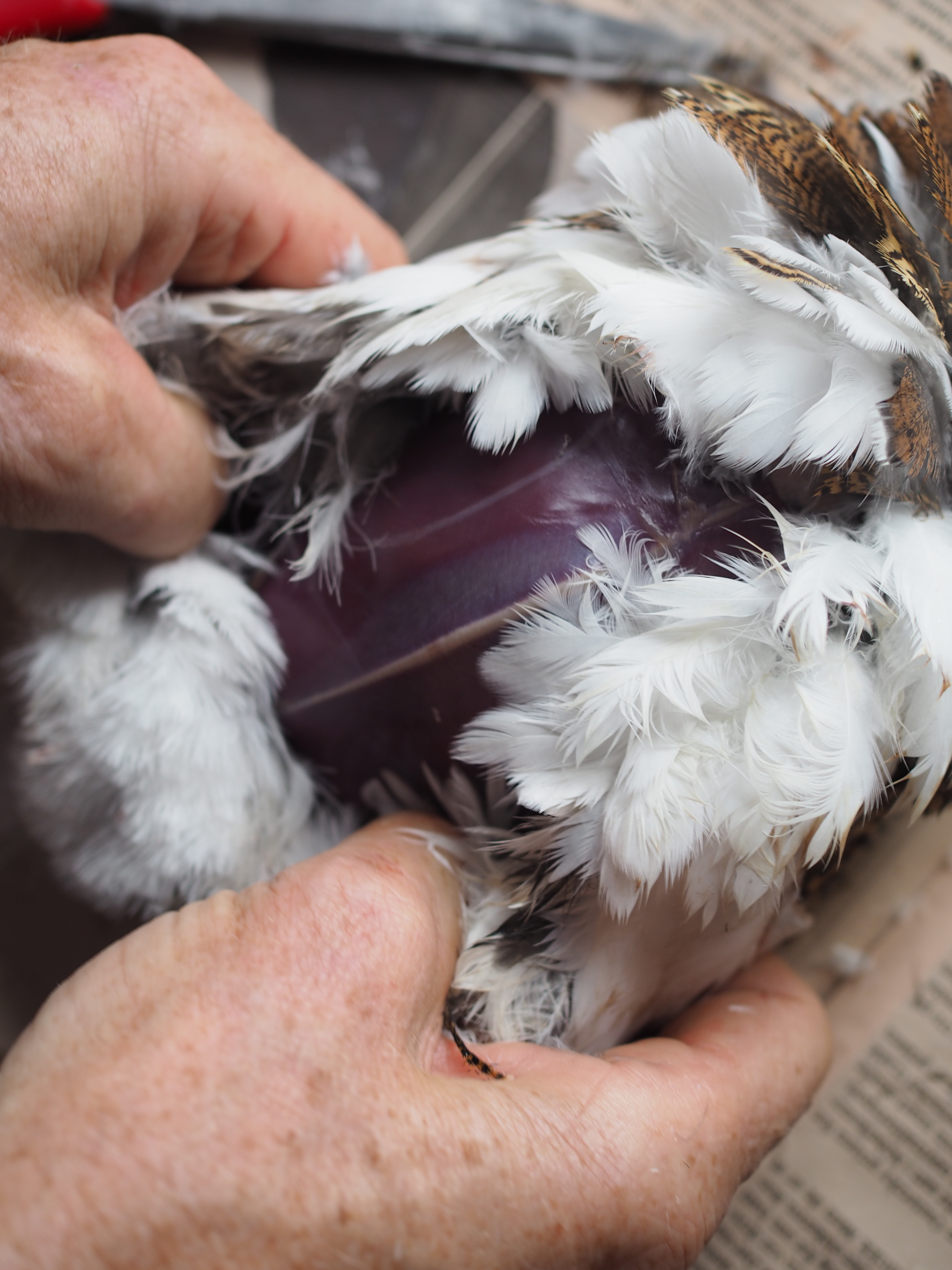 Grouse Hunting in Norway (Rypejakt)