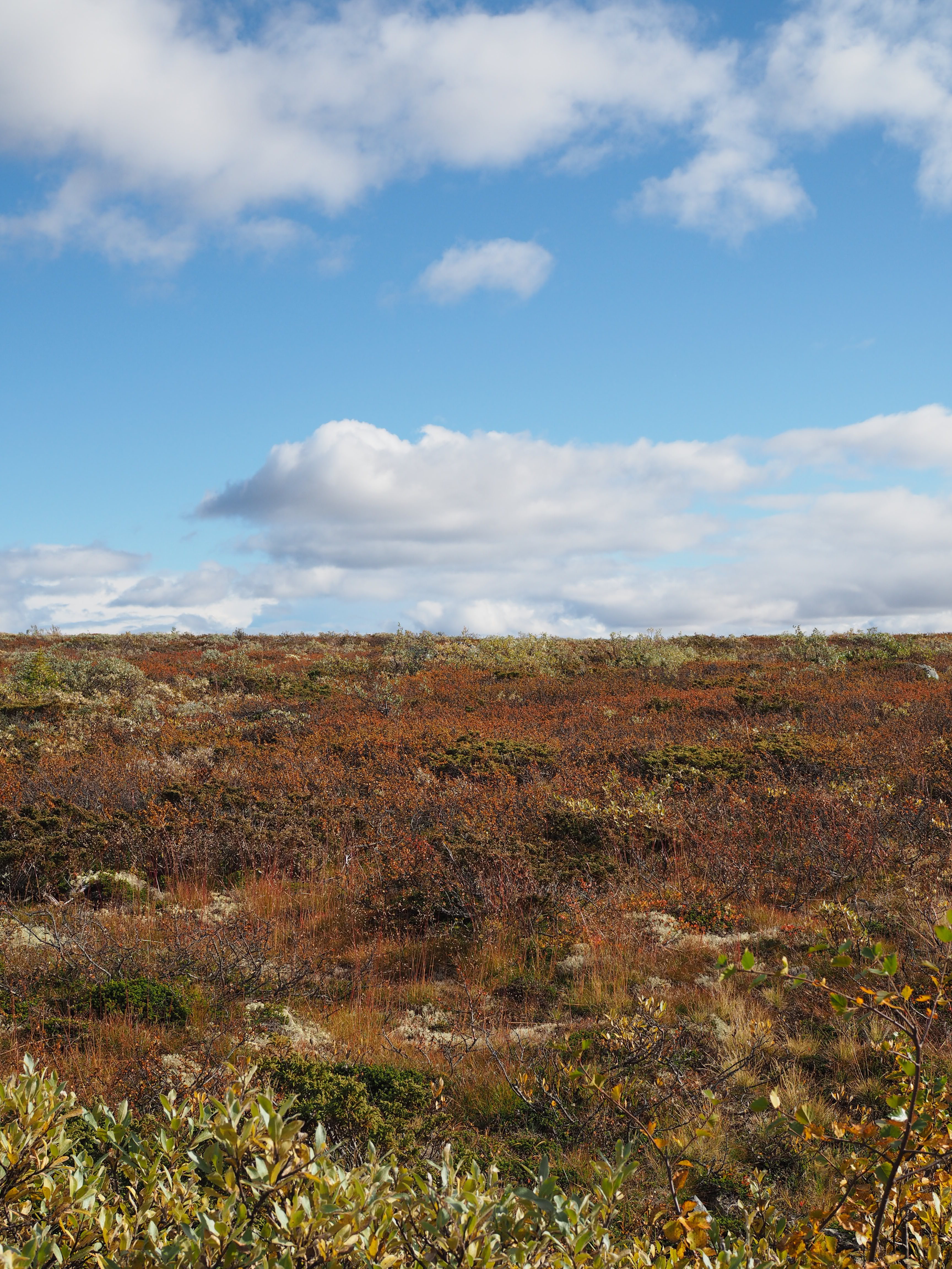 Grouse Hunting in Norway (Rypejakt)